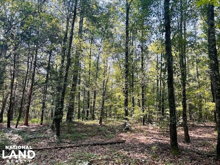 Ellaville, Schley County, GA Recreational Property, Timberland Property