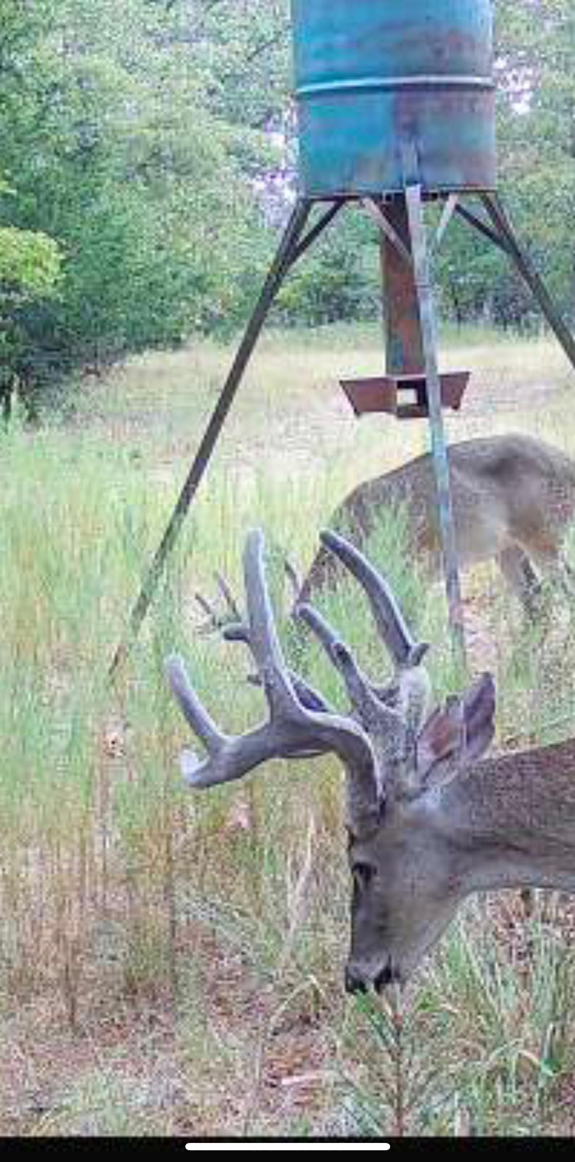 Buffalo, Leon County, TX Recreational Property, Timberland Property