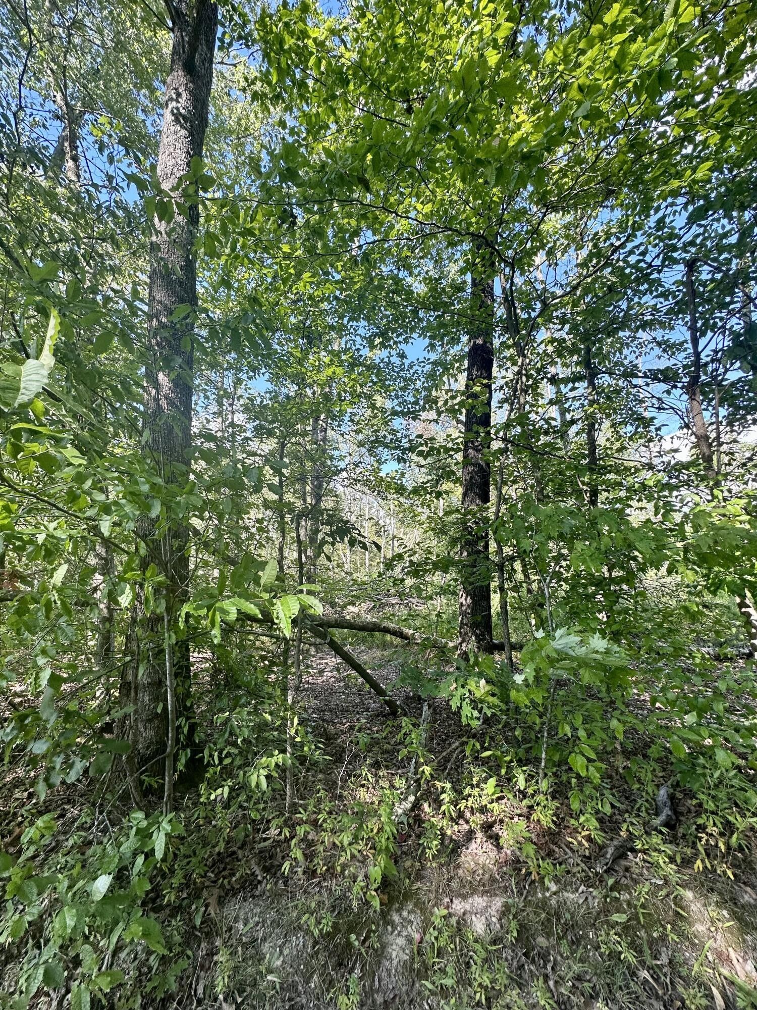 1800 Rice Road, Morehead, KY 40351 MLS 23015848 LandWatch