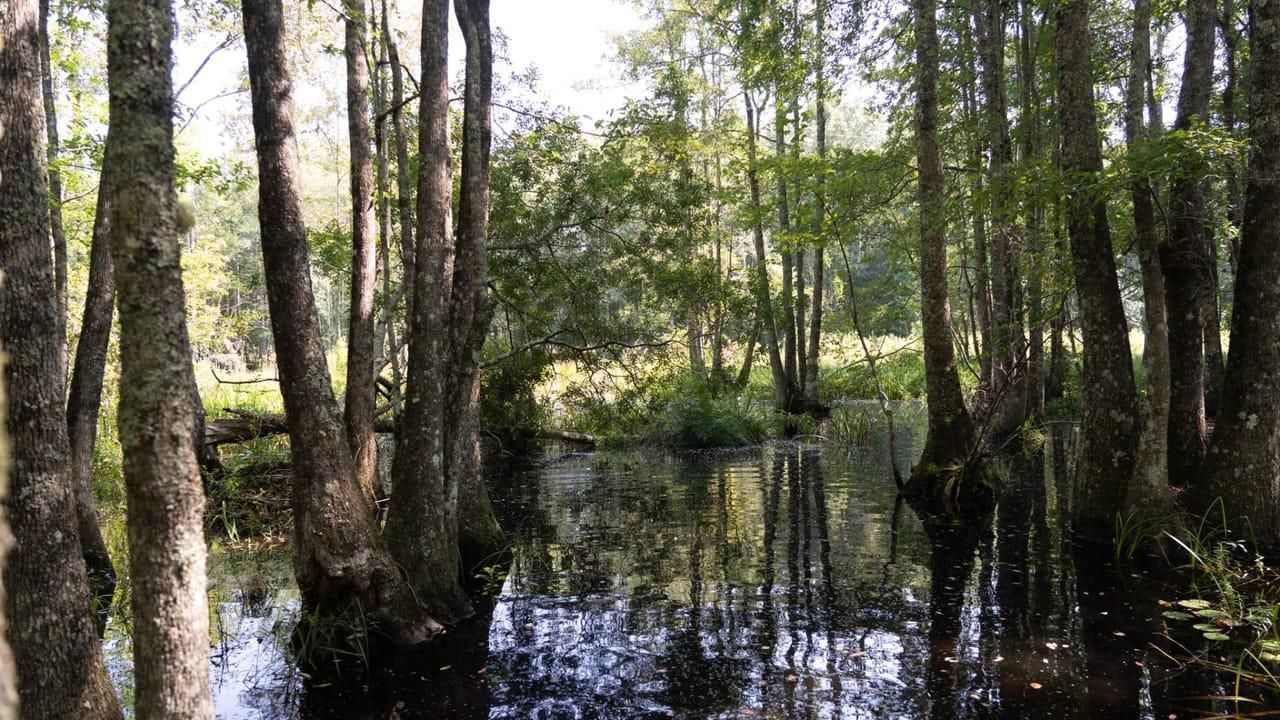 39 acres in Florala, AL, 36442 LandWatch