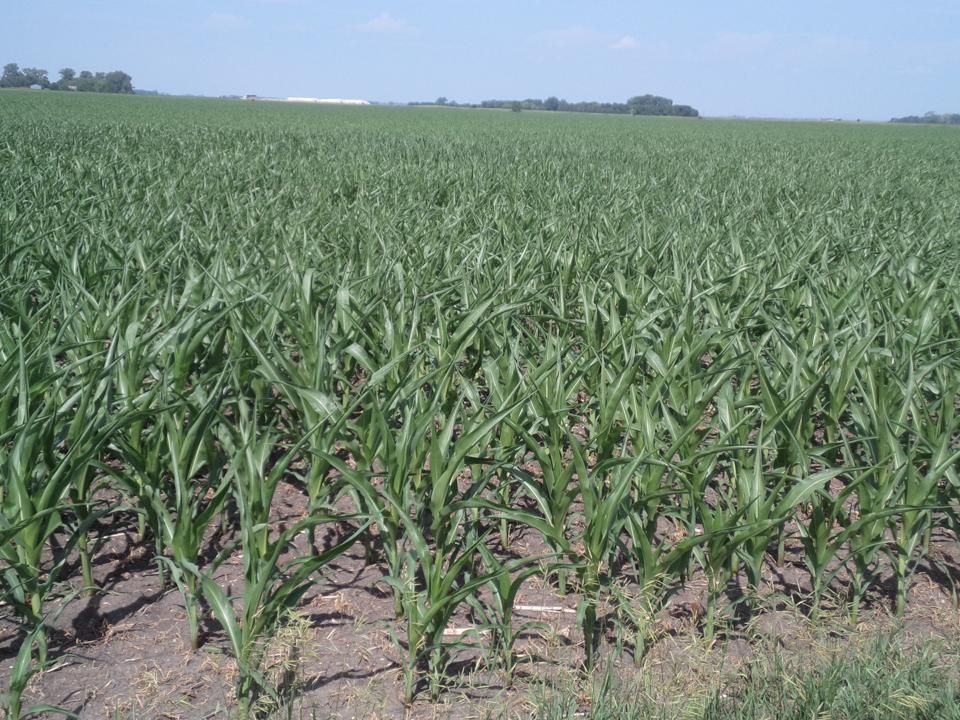 160 acres in Murdock, MN, 56271 LandWatch