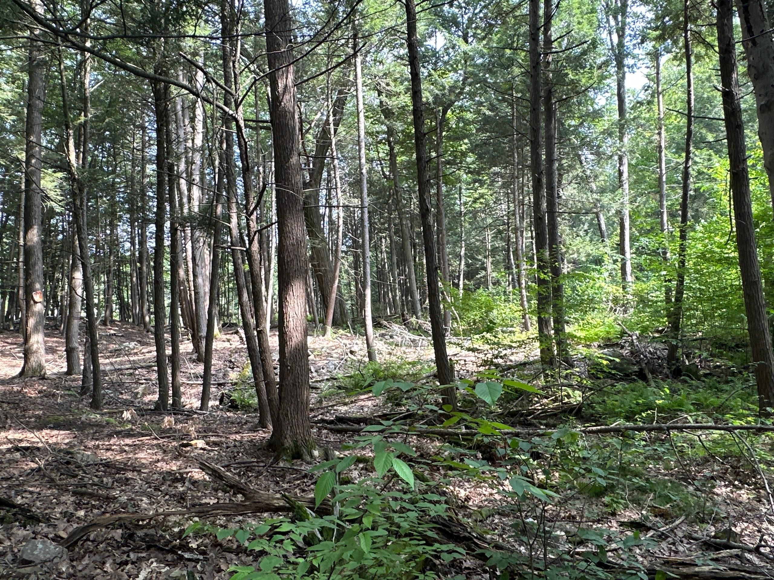 Surprise, Greene County, NY Recreational Property, Timberland Property, Hunting Property for