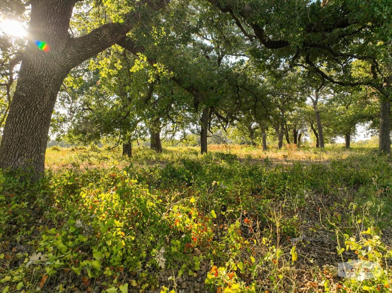 Gorman, Comanche County, TX Farms and Ranches, Recreational Property