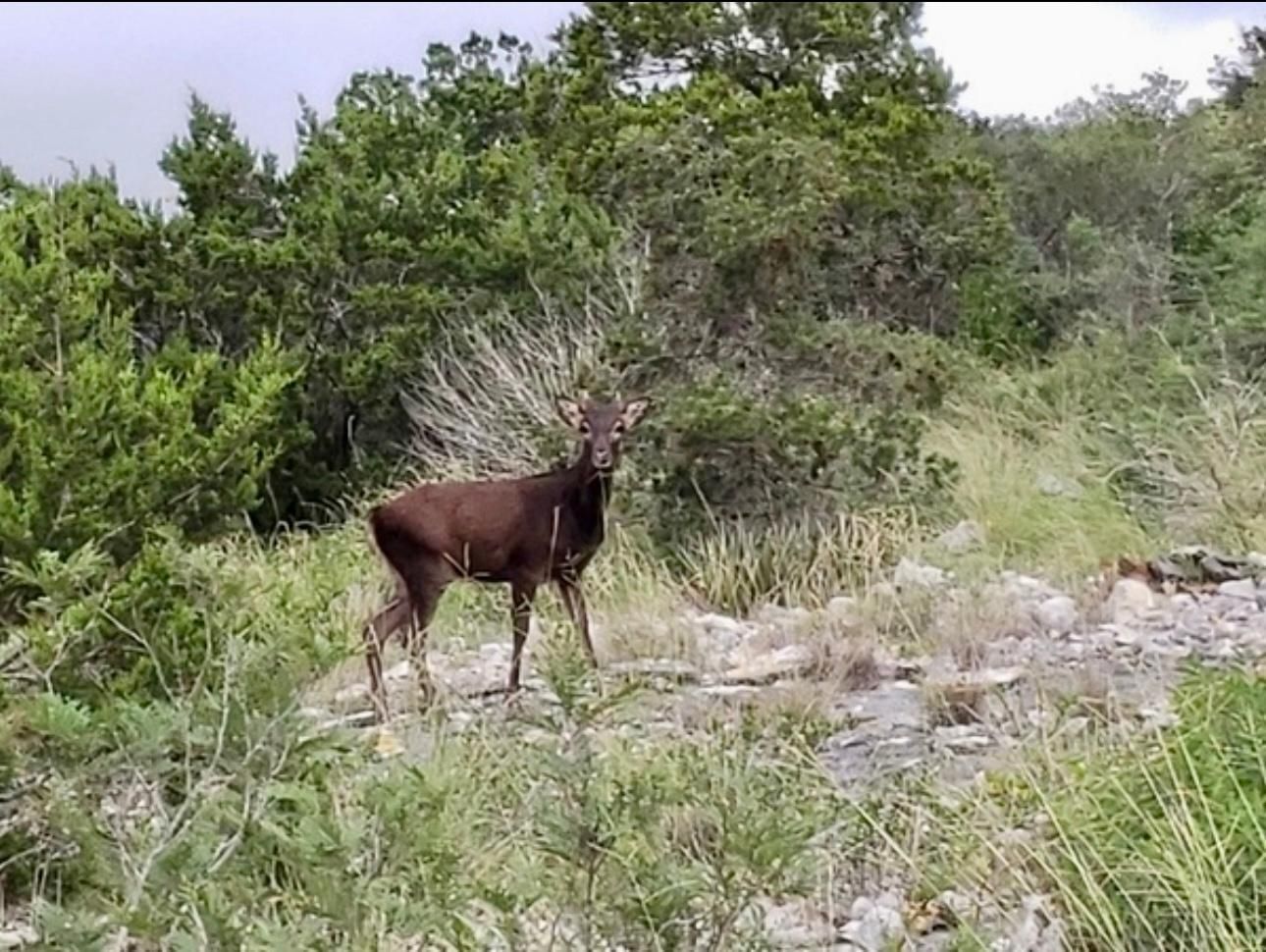 Juno, Val Verde County, TX Farms and Ranches, Hunting Property for sale Property ID 417417568