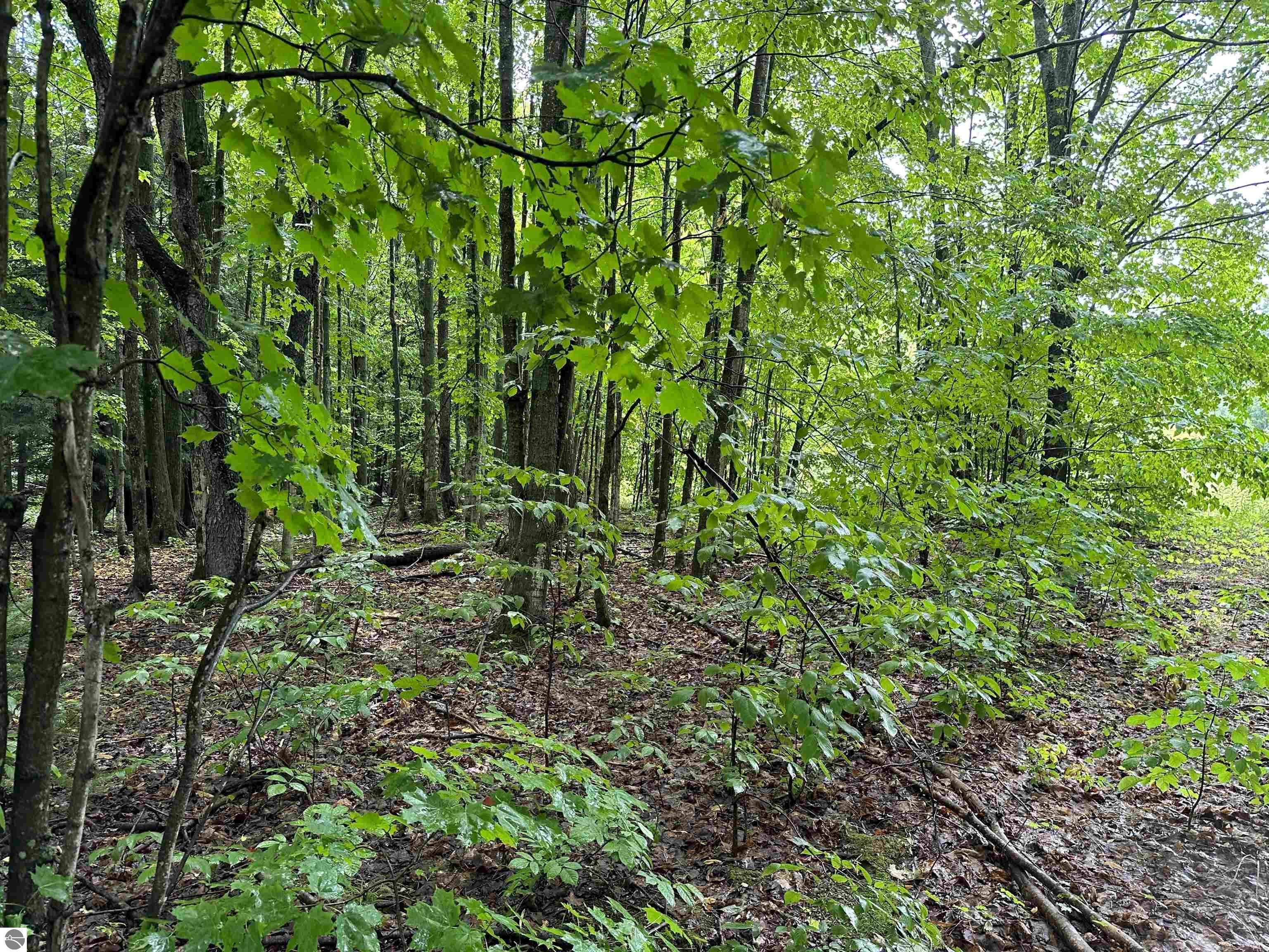 Mancelona, Kalkaska County, MI Undeveloped Land for sale Property ID
