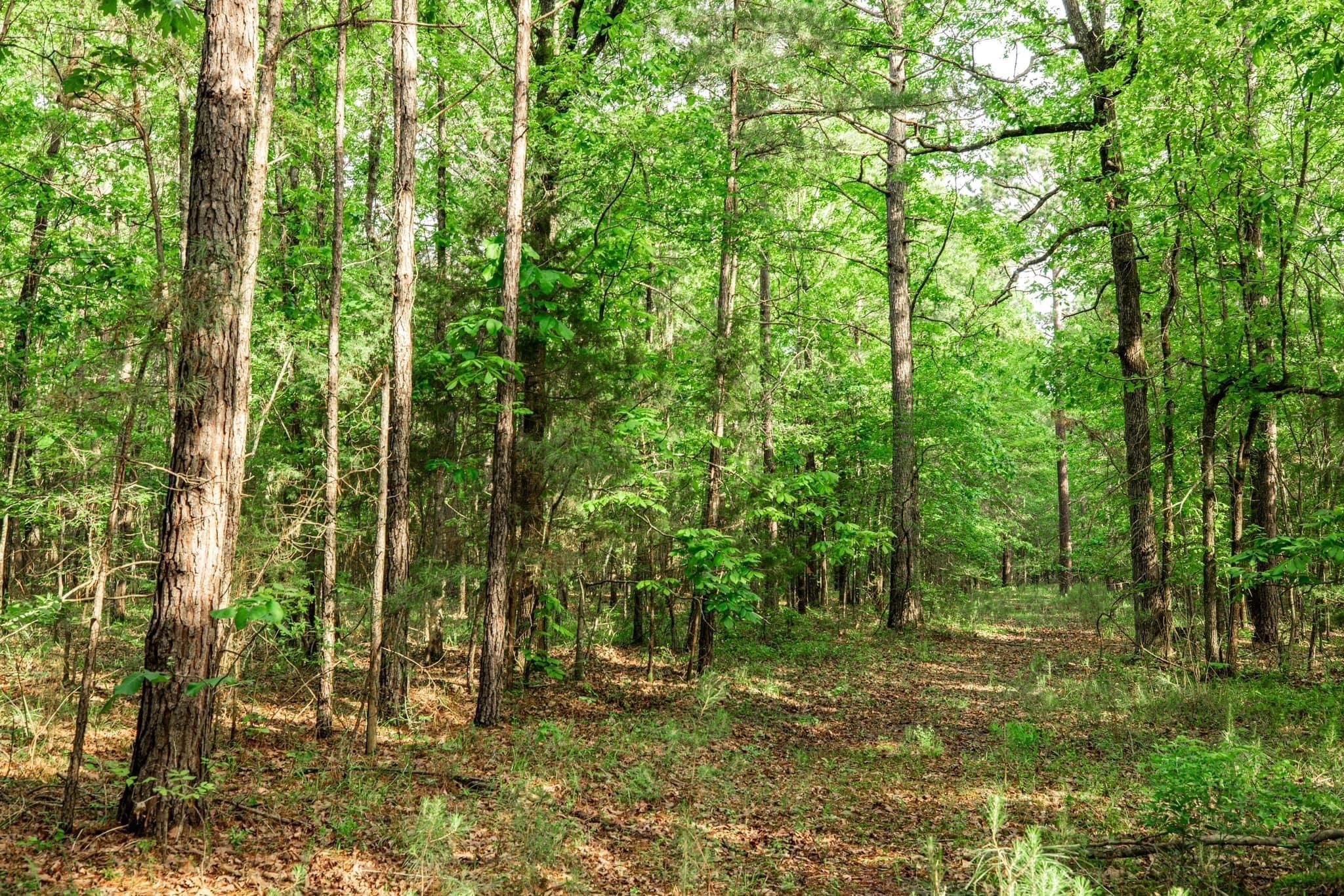 FM 3129, Bloomburg, TX 75556 LandWatch