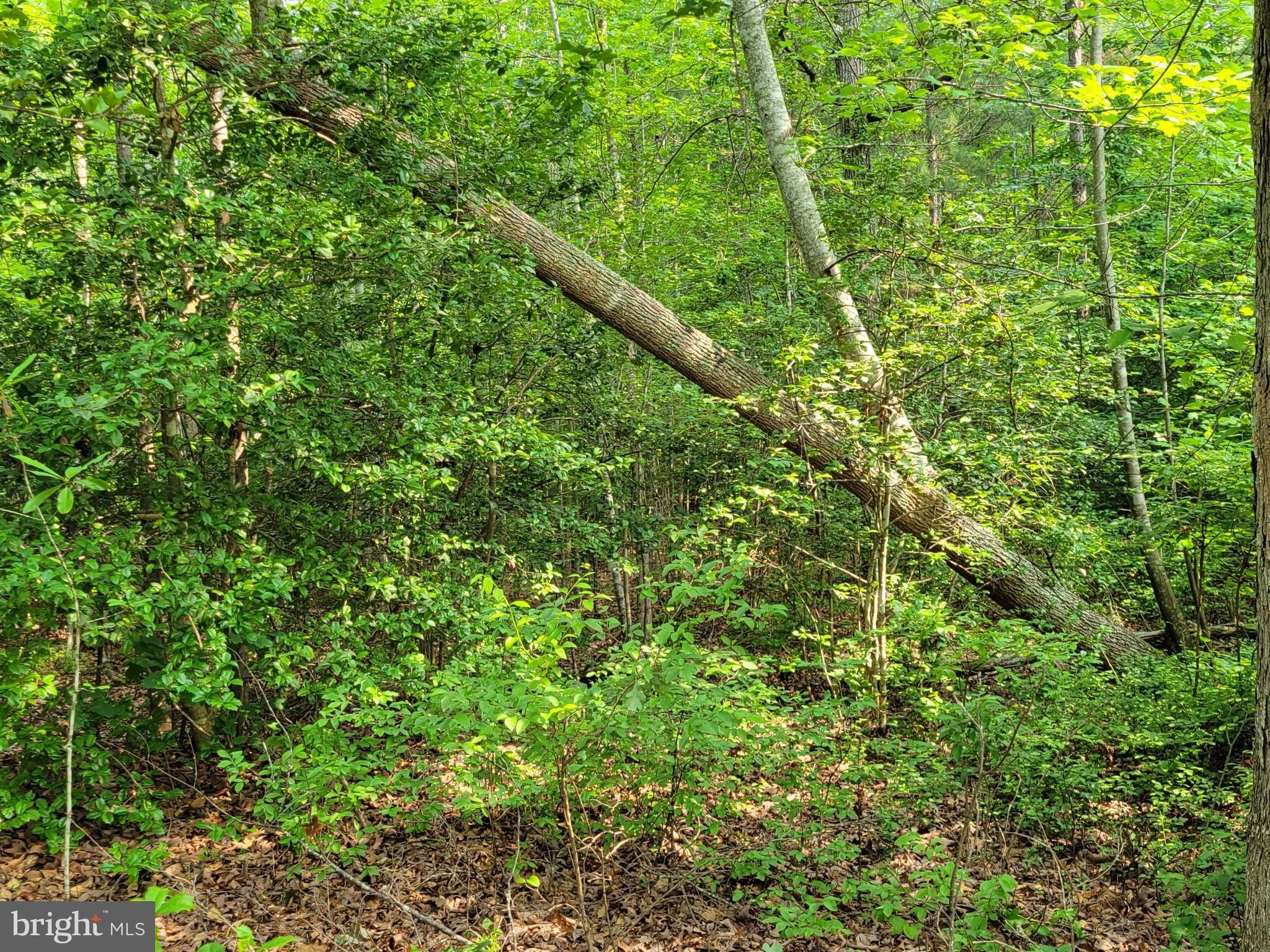 Milford, Caroline County, VA Undeveloped Land for sale Property ID