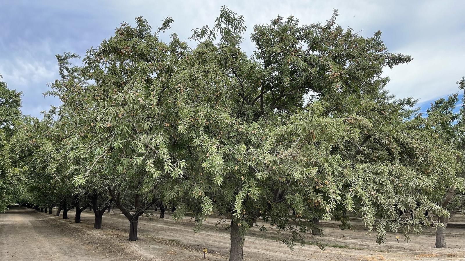 Biola, Fresno County, CA Farms and Ranches, House for sale Property ID