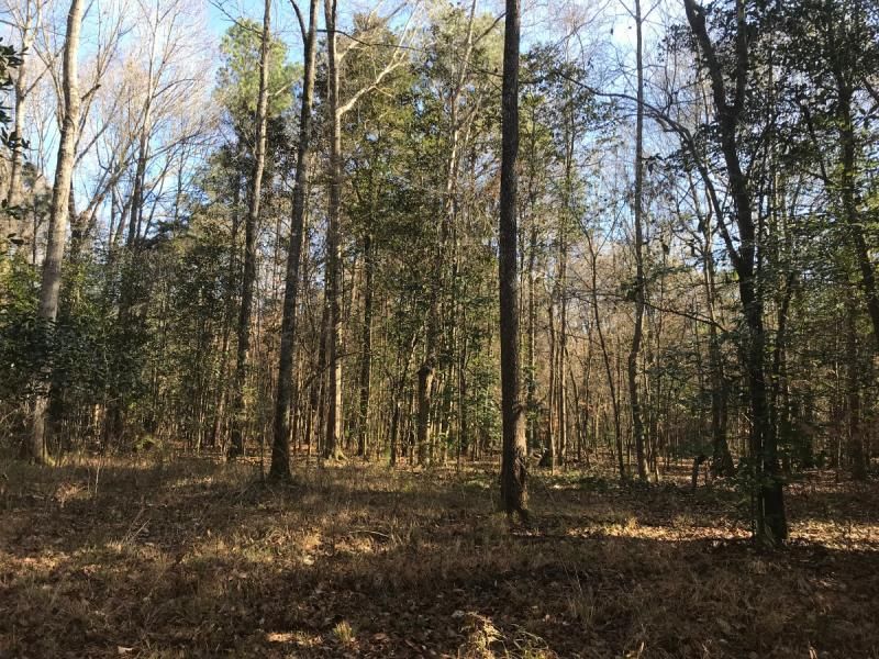 Rockport, Copiah County, MS Timberland Property for sale Property ID