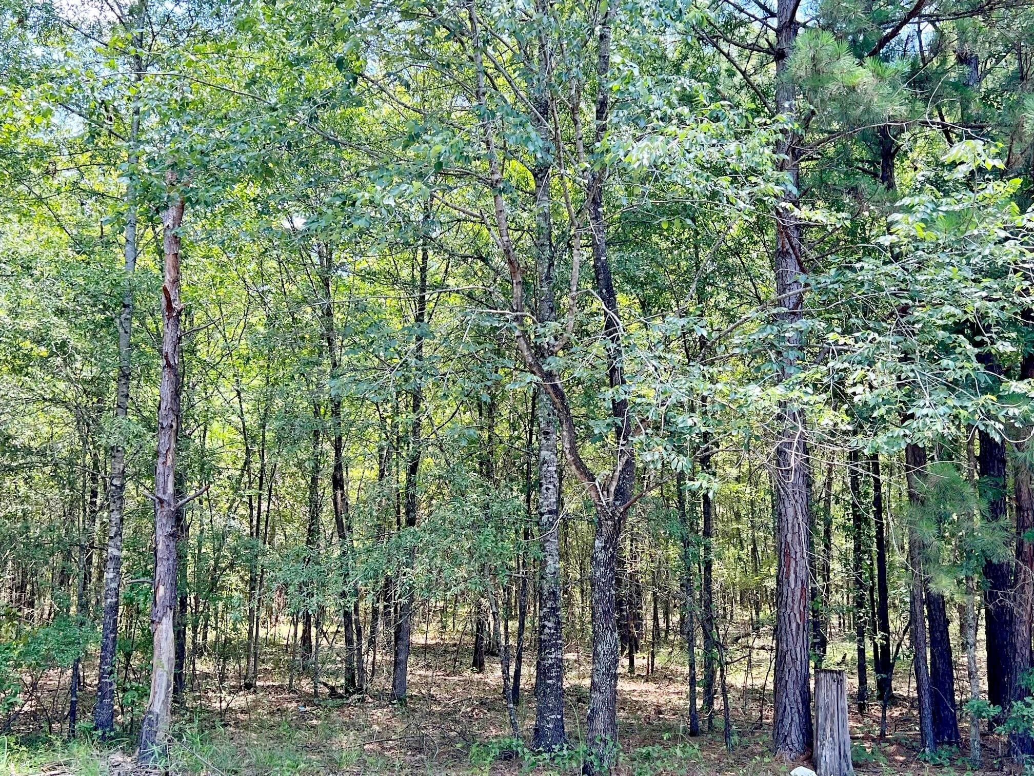 Vivian, Caddo Parish, LA Recreational Property, Timberland Property