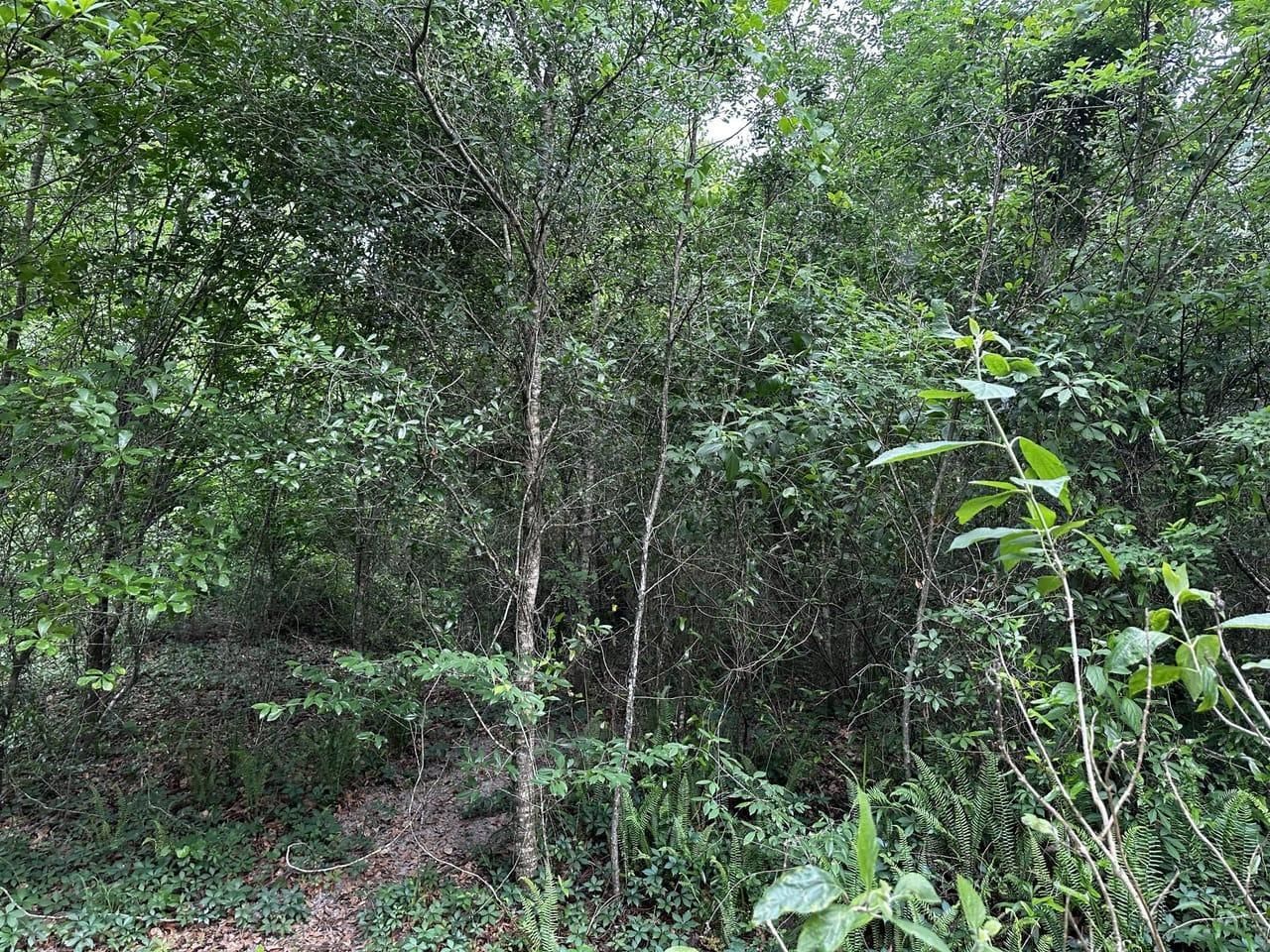 Madison, Madison County, FL Farms and Ranches, Recreational Property, House for sale Property ID