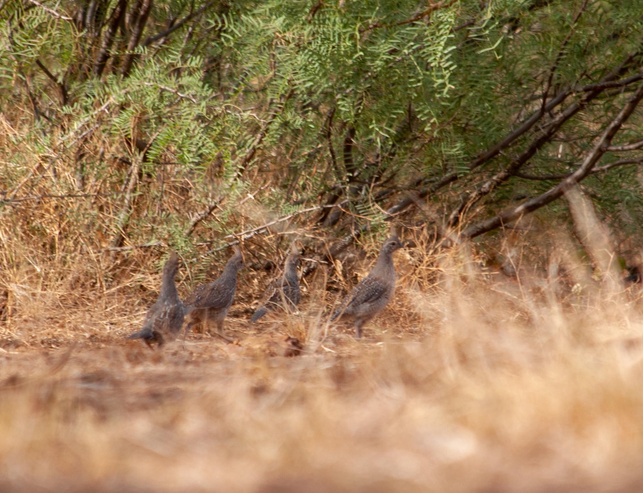 Midland, Midland County, TX Recreational Property, Undeveloped Land