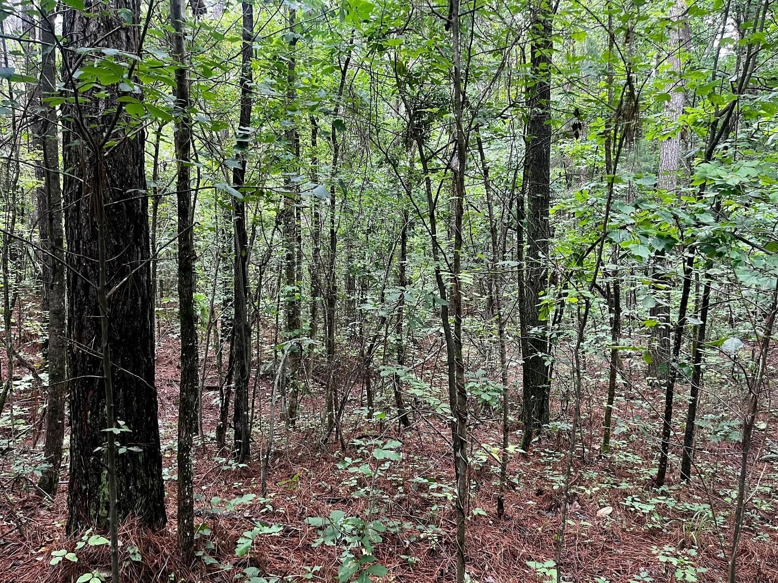 Guntown, Union County, MS Recreational Property, Undeveloped Land for