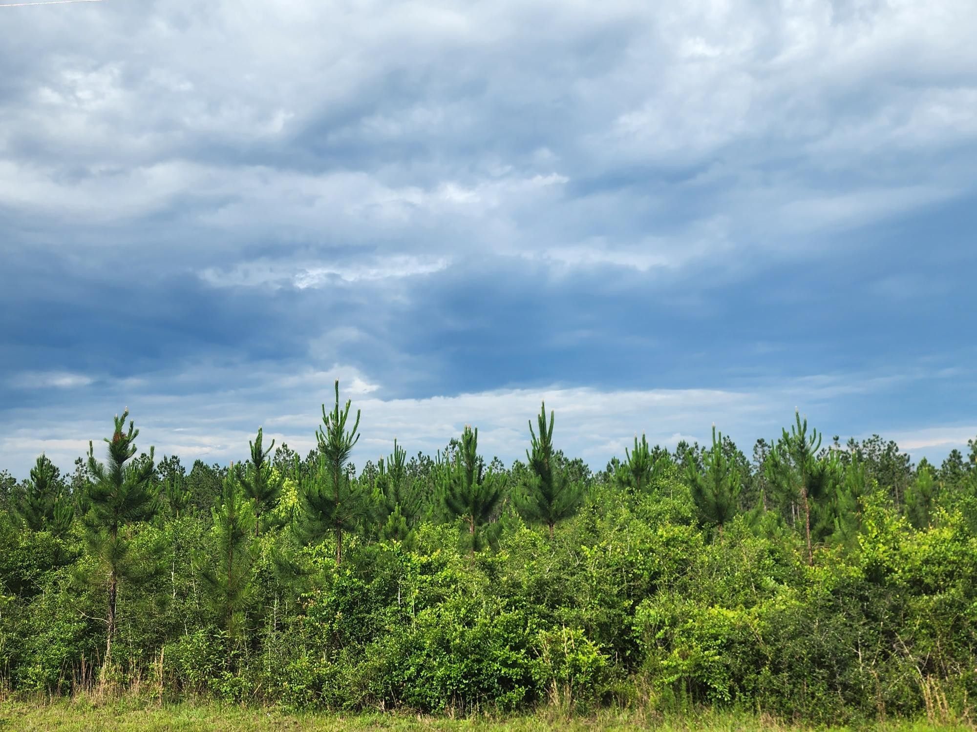 Laurel Hill, Walton County, FL Undeveloped Land for sale Property ID