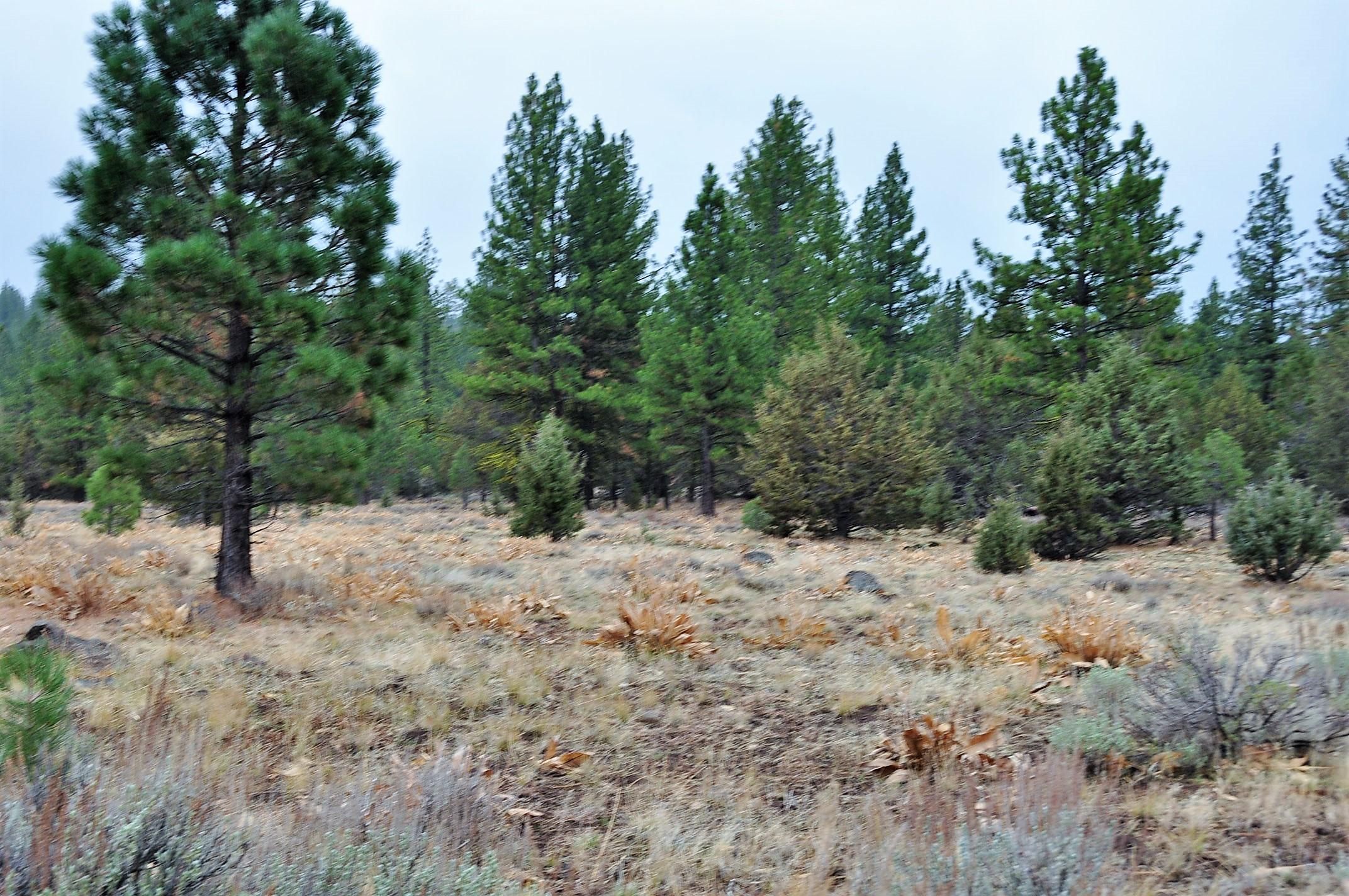 1 acres in California Pines, CA, 96101 LandWatch