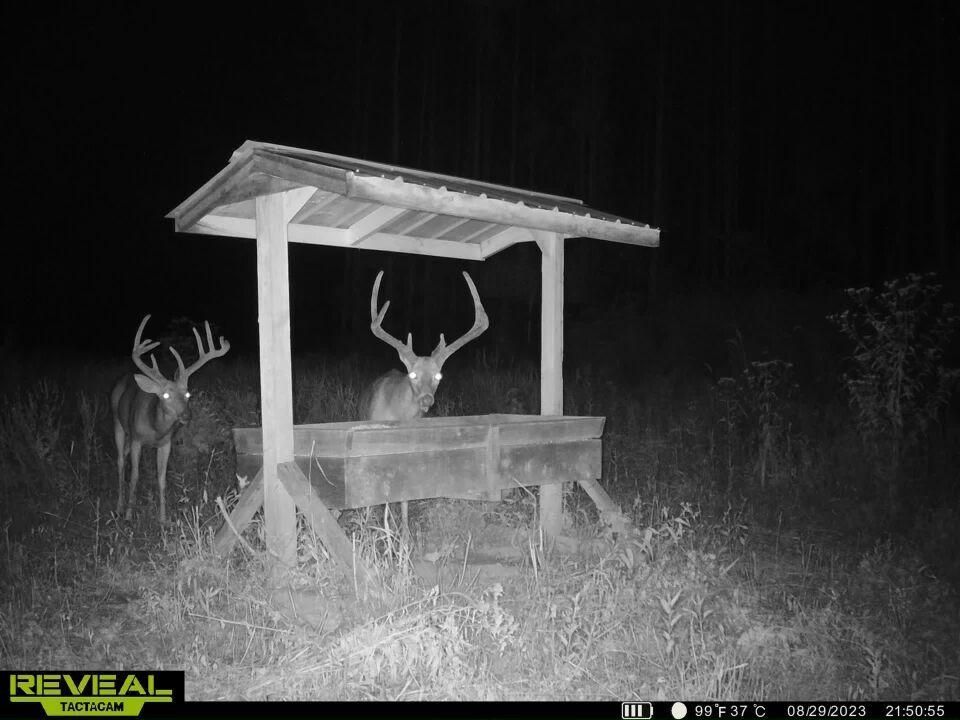 Burna, Livingston County, KY Undeveloped Land, Hunting Property for