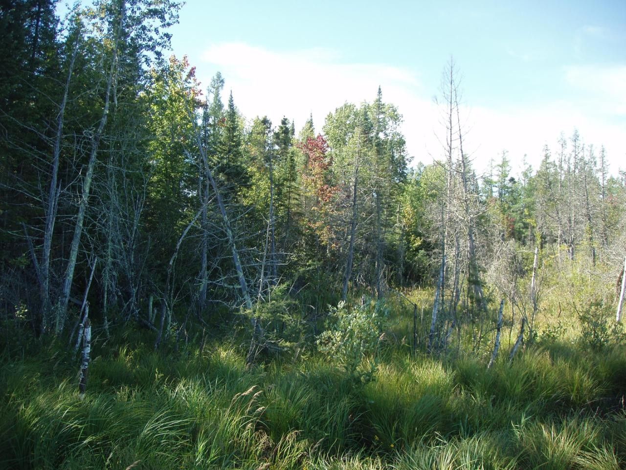 Butternut, Ashland County, WI Undeveloped Land for sale Property ID