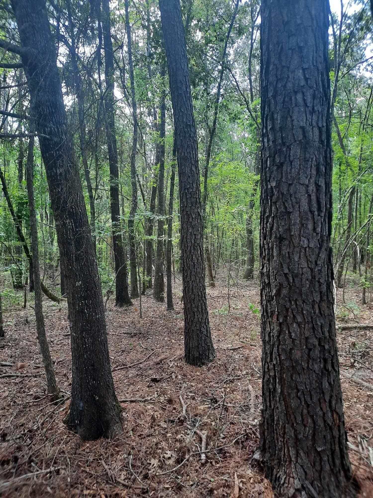 Marshall, Harrison County, TX Timberland Property, Hunting Property for