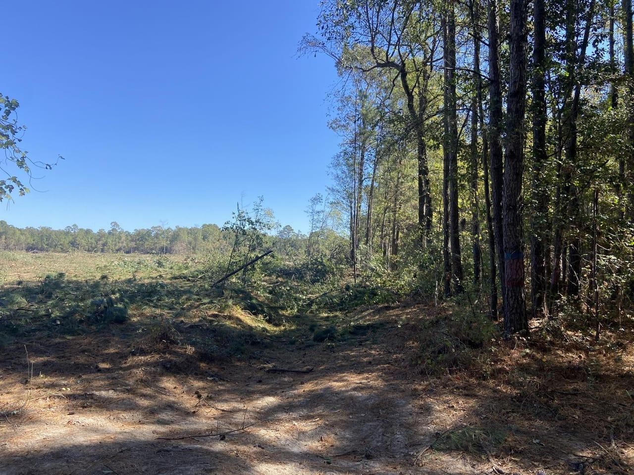 40 acres in Lewisville, AR, 71845 LandWatch