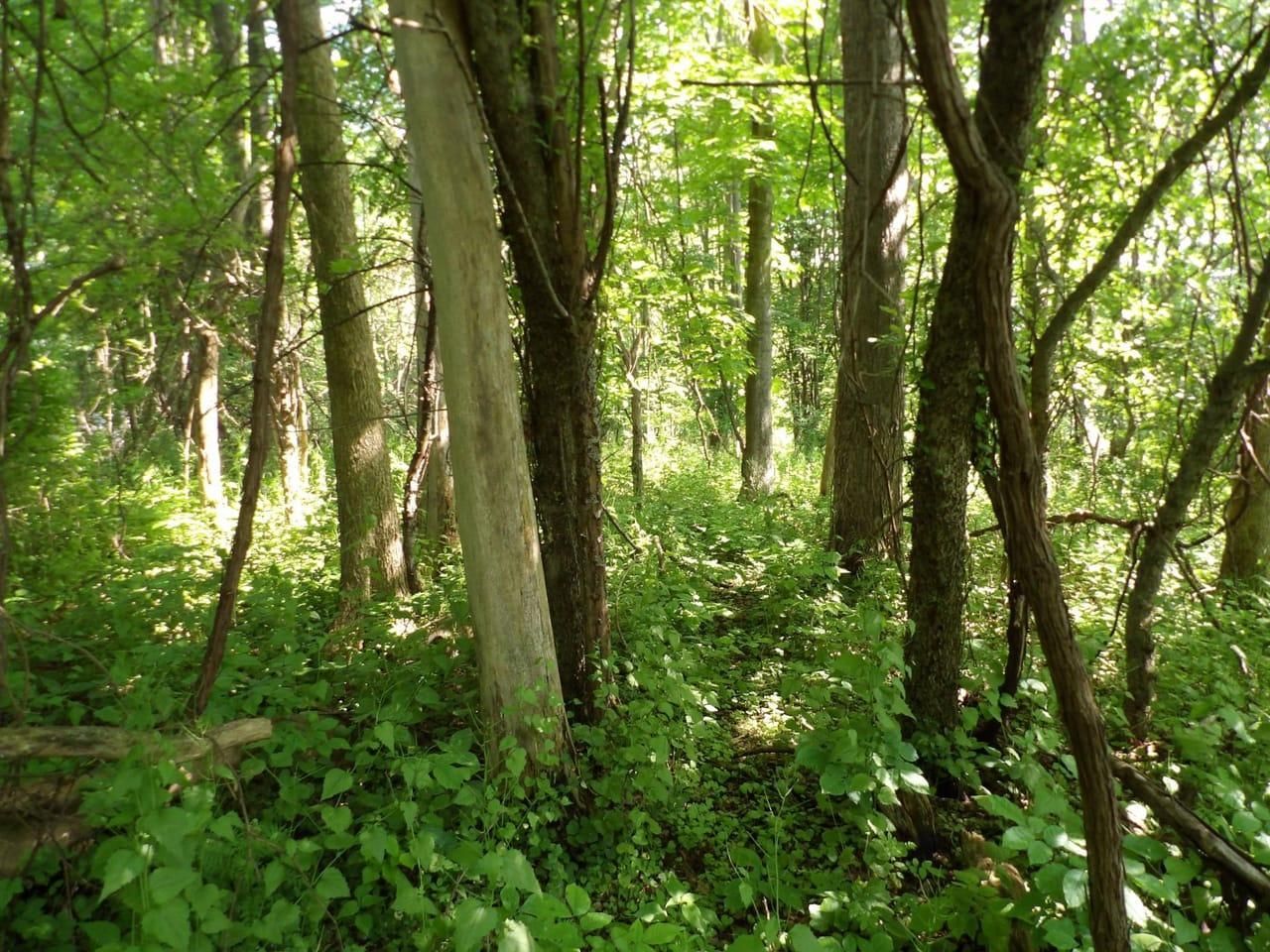 Ashville, Chautauqua County, NY Recreational Property, Undeveloped Land