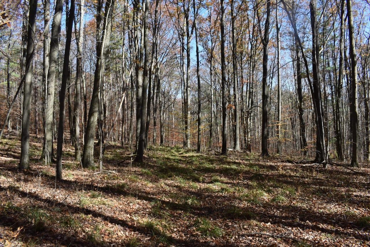 Bath, Steuben County, NY Timberland Property, Undeveloped Land, Hunting