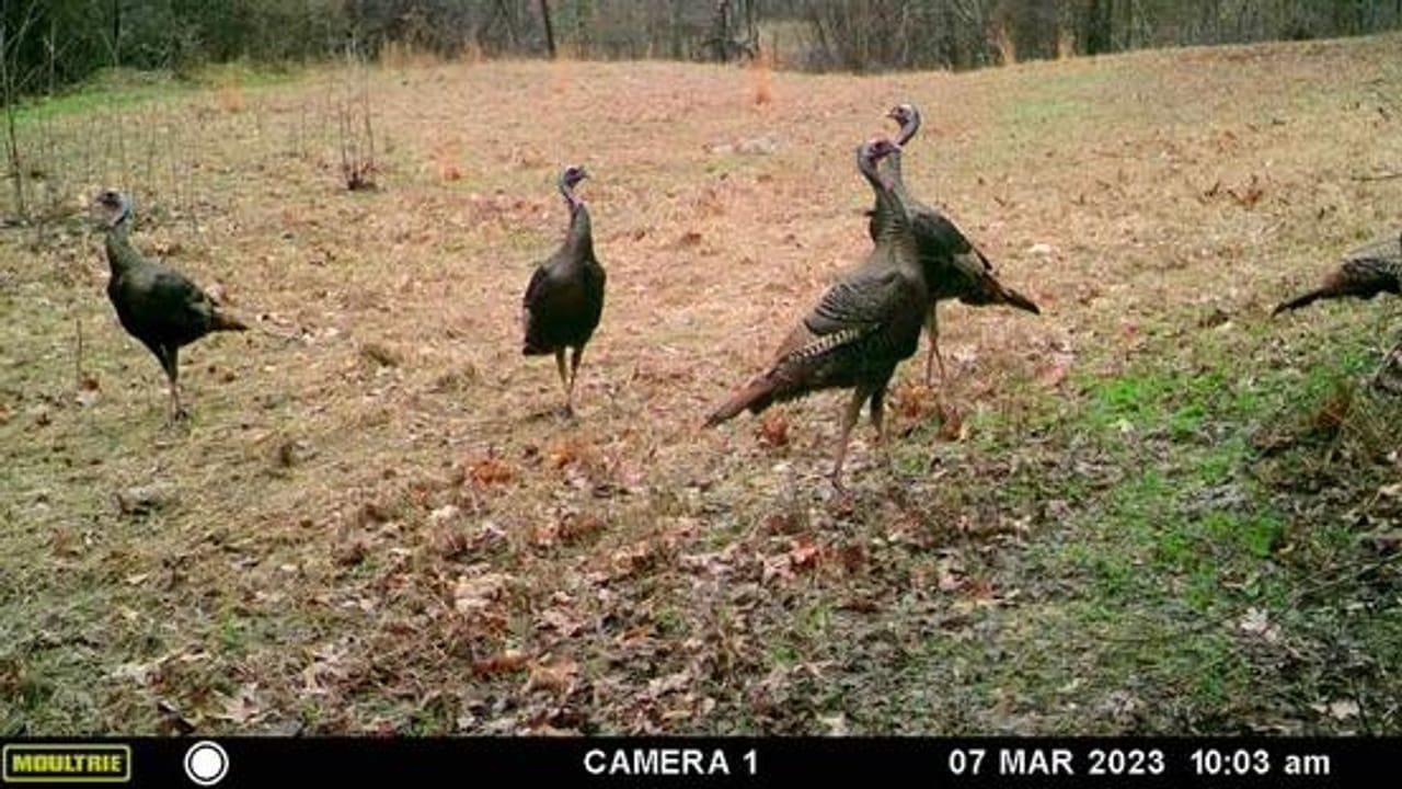 Haynes, Lee County, AR Hunting Property for sale Property ID 416241270 LandWatch