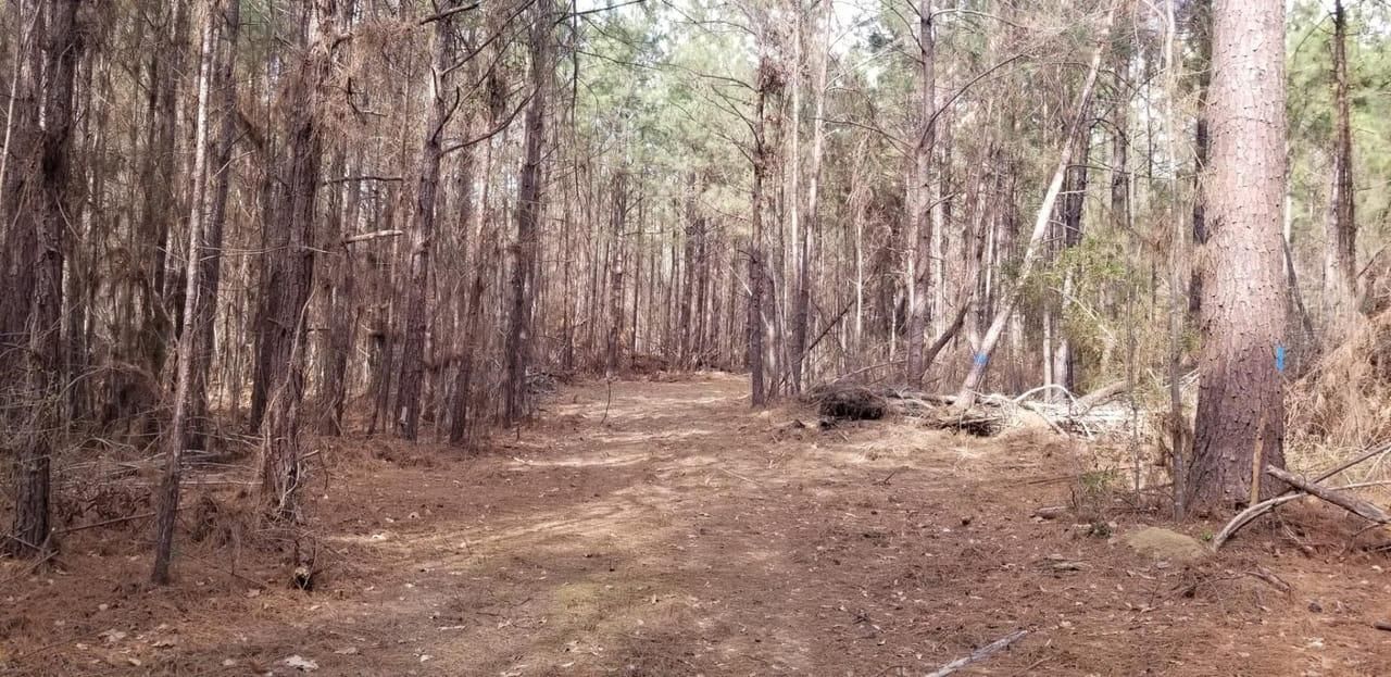 Olla, La Salle Parish, LA Recreational Property, Undeveloped Land