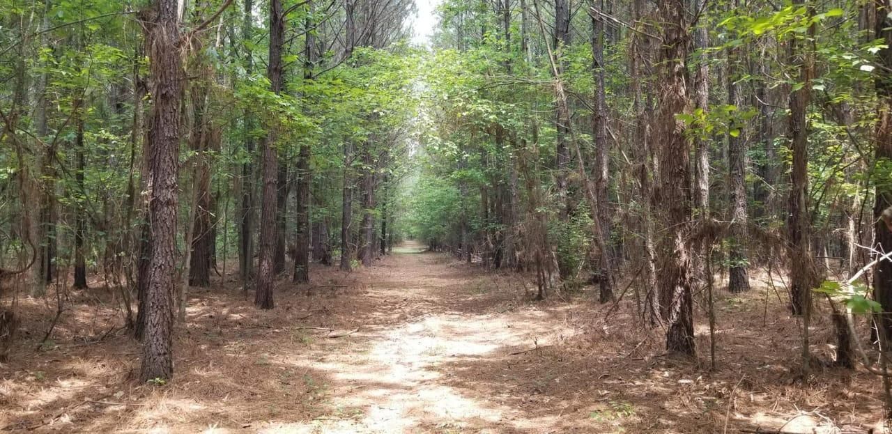 160 acres in Winnfield, LA, 71483 LandWatch