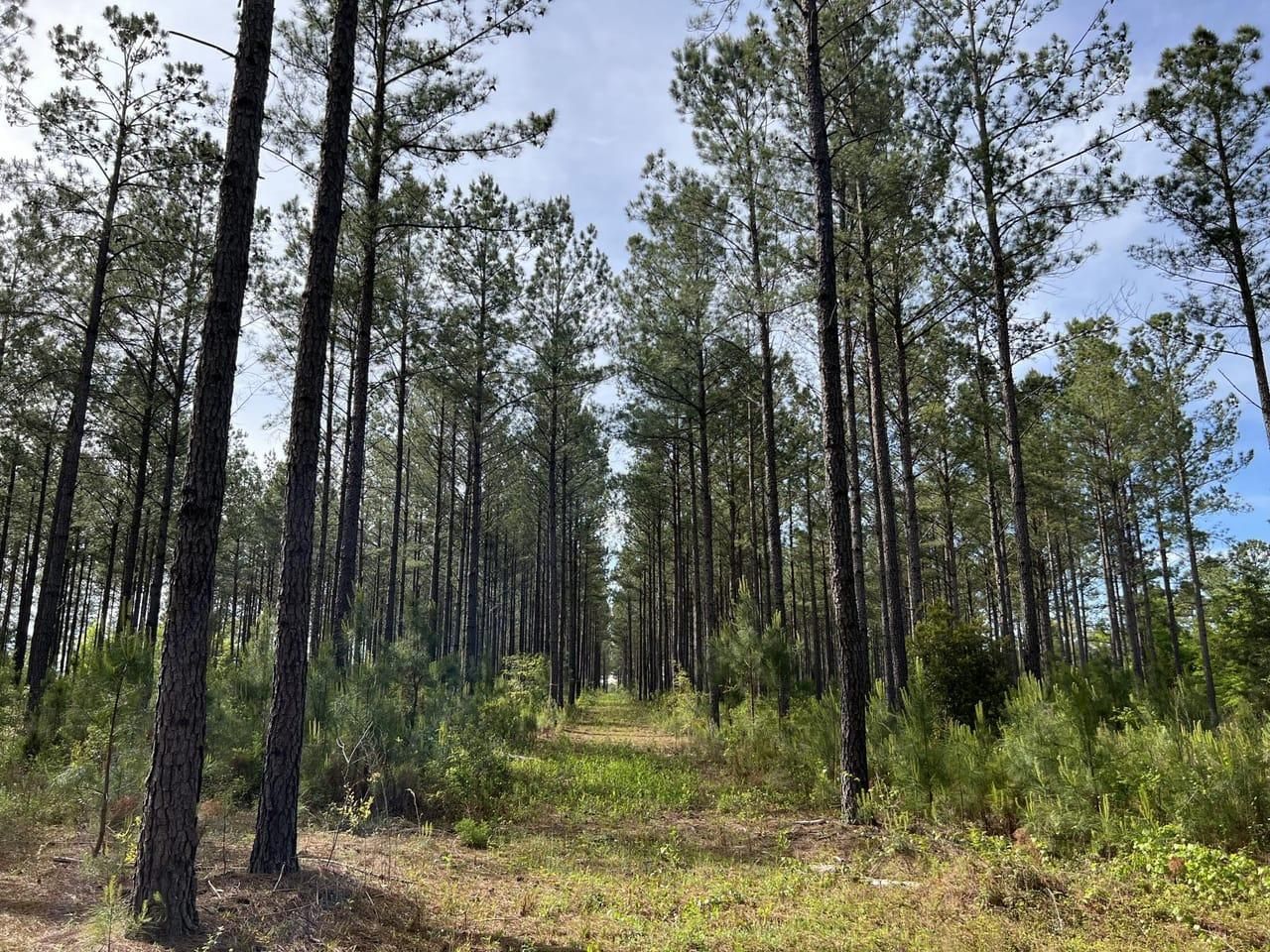 Mauk, Taylor County, GA Recreational Property, Undeveloped Land