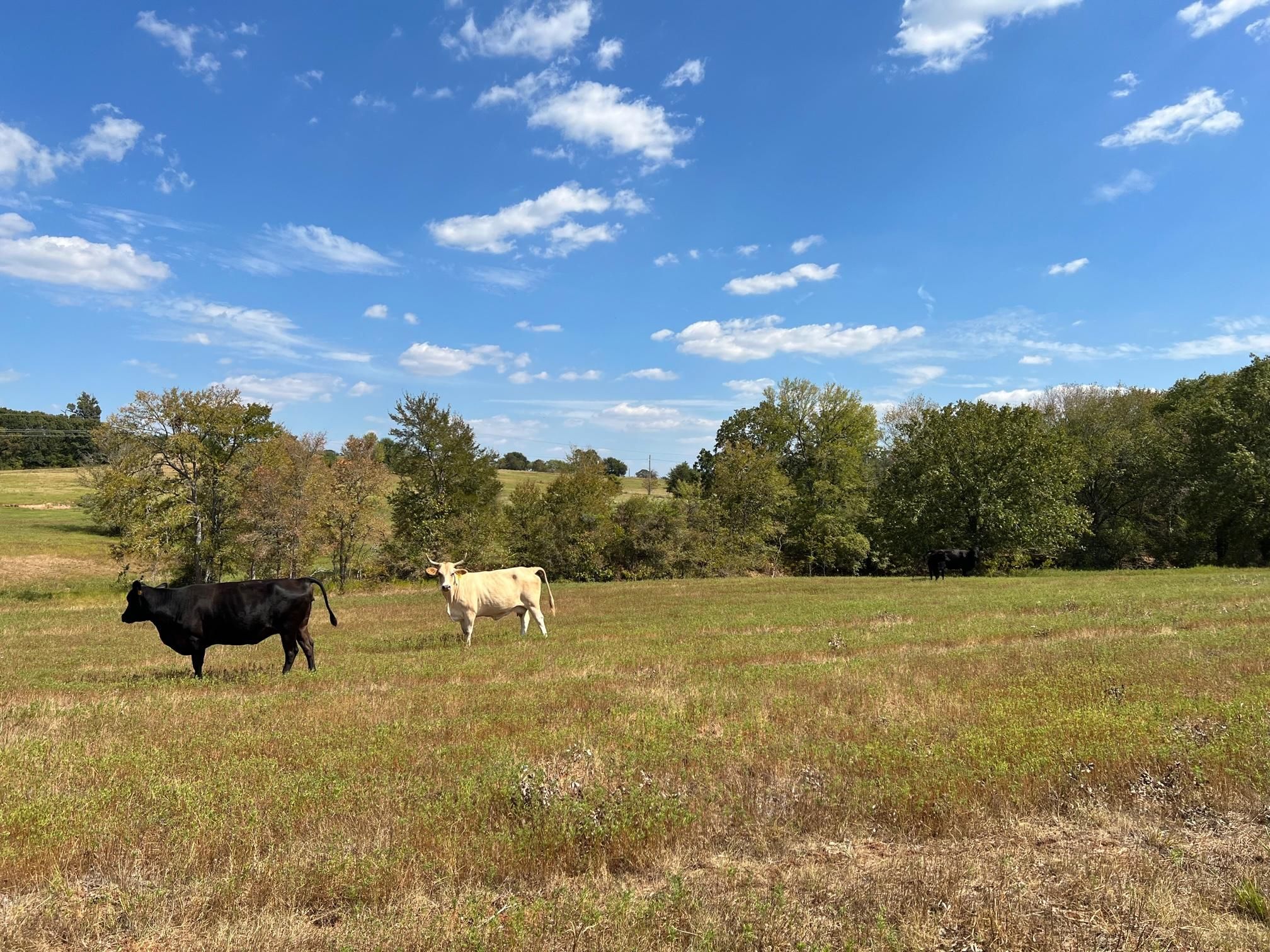 Leona, Leon County, TX Farms and Ranches, Recreational Property for