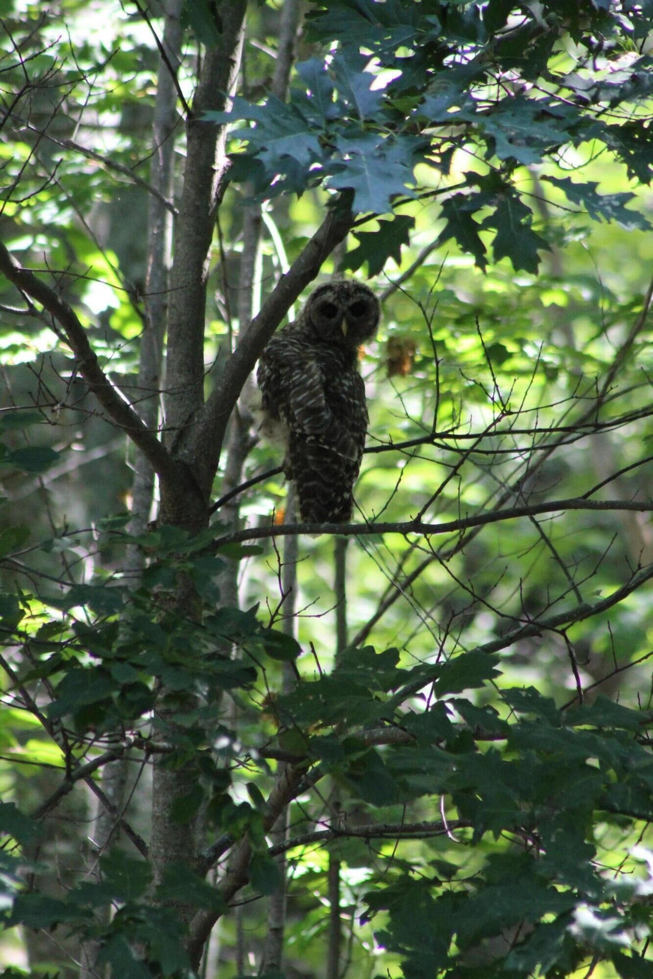 Bucksport, Hancock County, ME Undeveloped Land for sale Property ID