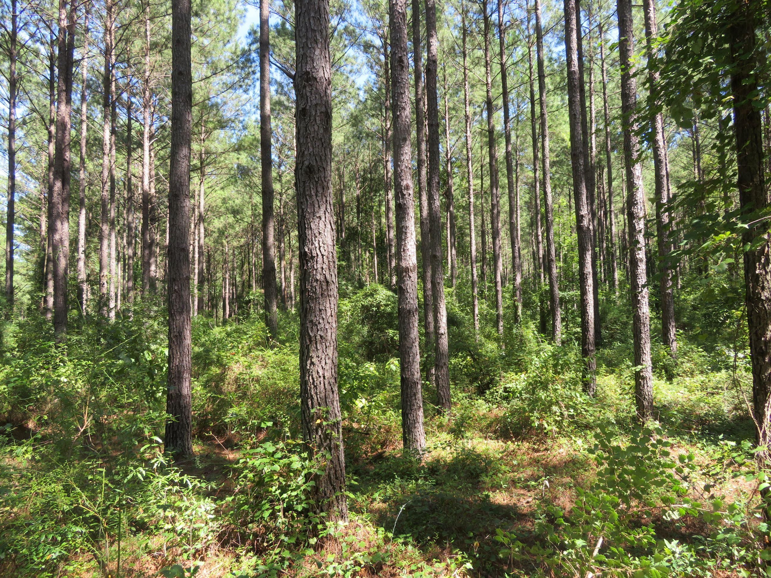 185.6 acres in Richland, GA, 31825 MLS Bear Creek Tract LandWatch