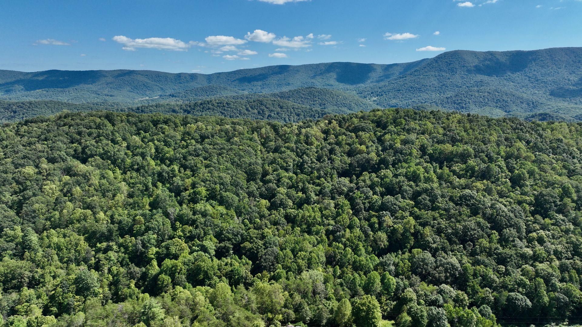 Possum Hollow Road, Oakvale, WV 24739 MLS POSSUM HOLLOW FOREST