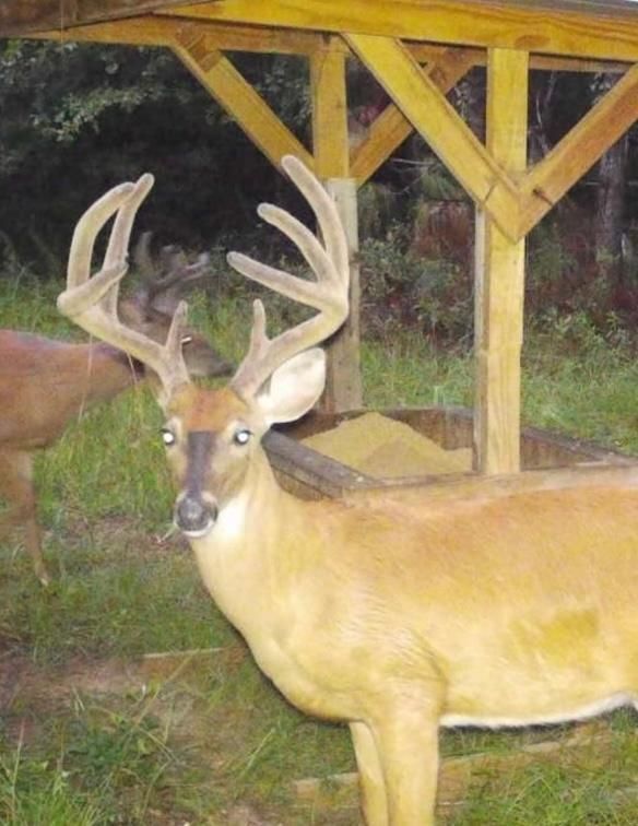 Andersonville, Macon County, GA Recreational Property, Timberland