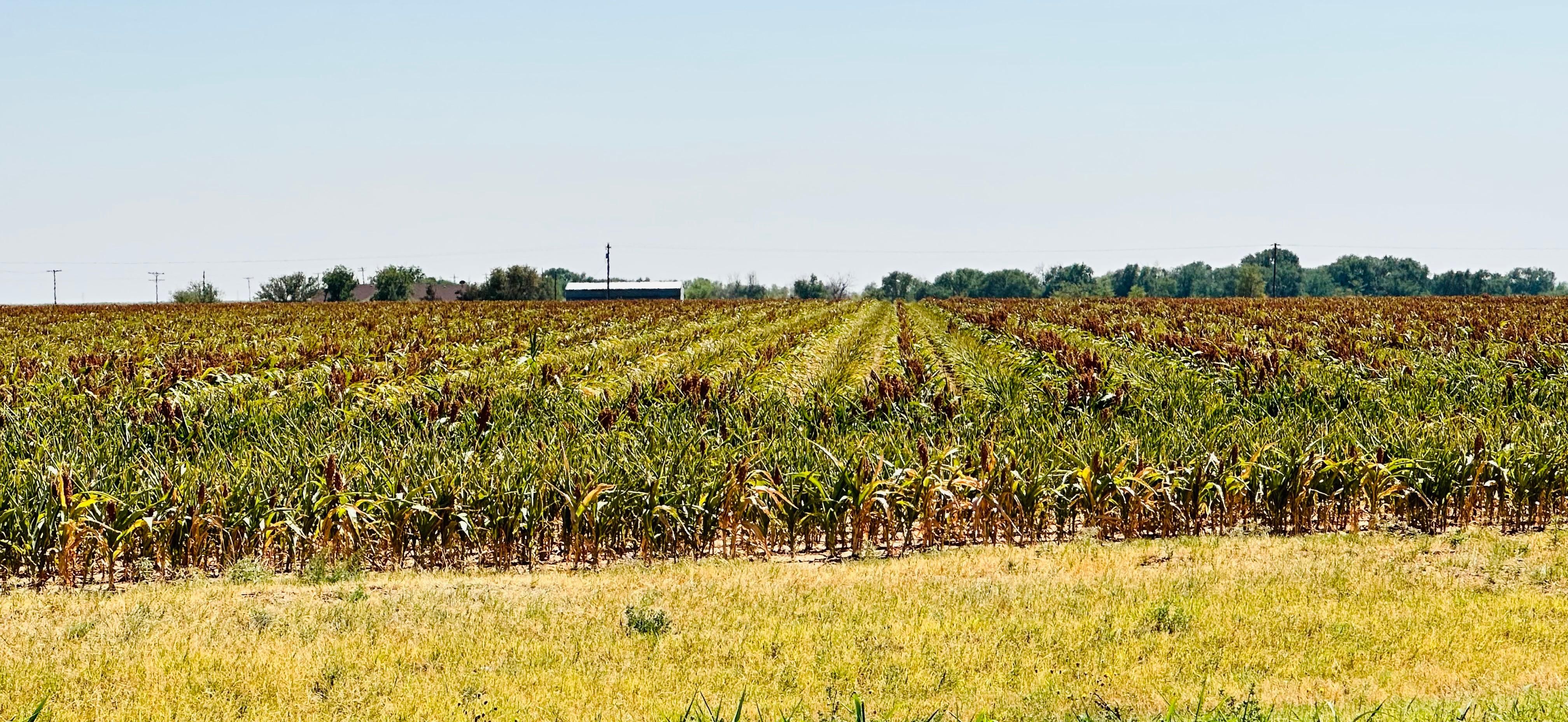 Littlefield, Lamb County, TX Farms and Ranches, Undeveloped Land for