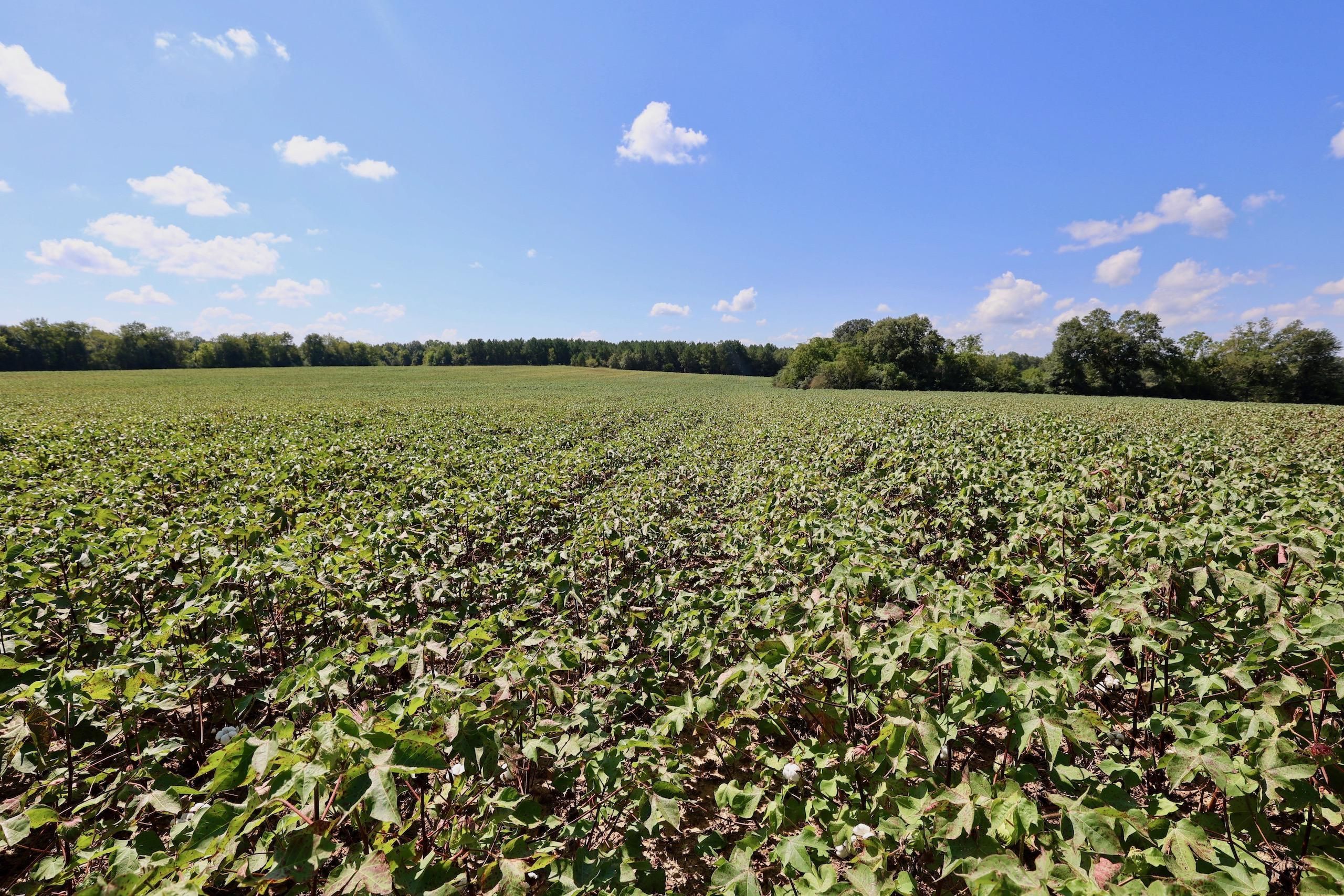 Blakely, Early County, GA Farms and Ranches, Recreational Property for sale Property ID