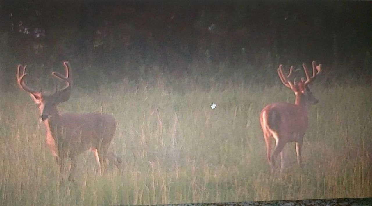 Quitman County, GA Recreational Property, Timberland