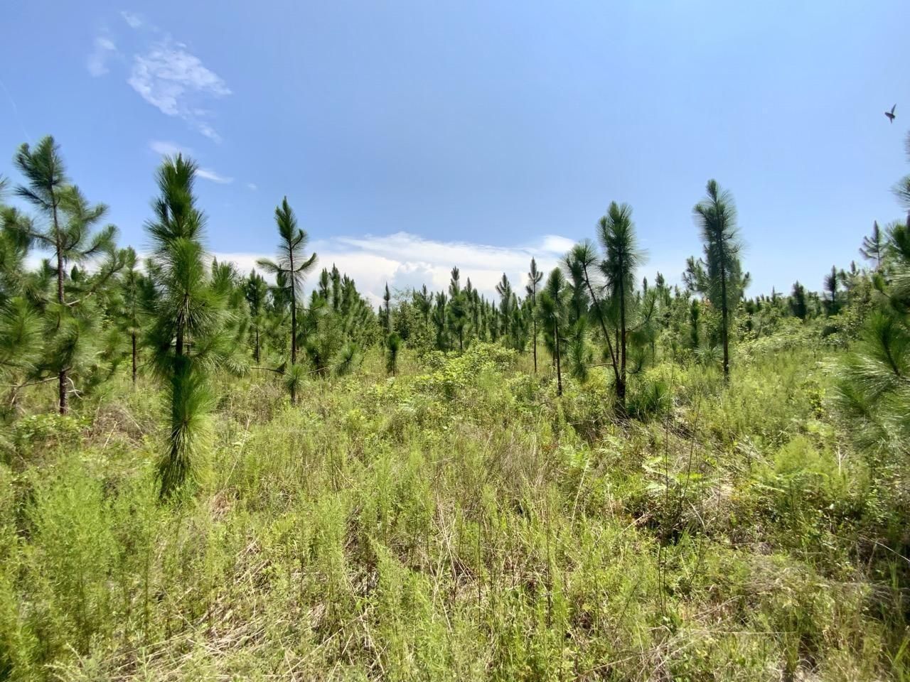 Madison County, FL Recreational Property, House for sale