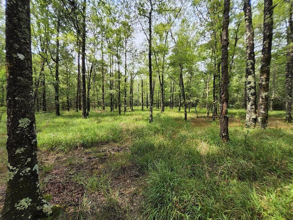 Oak Vale, Jefferson Davis County, MS Undeveloped Land for sale Property