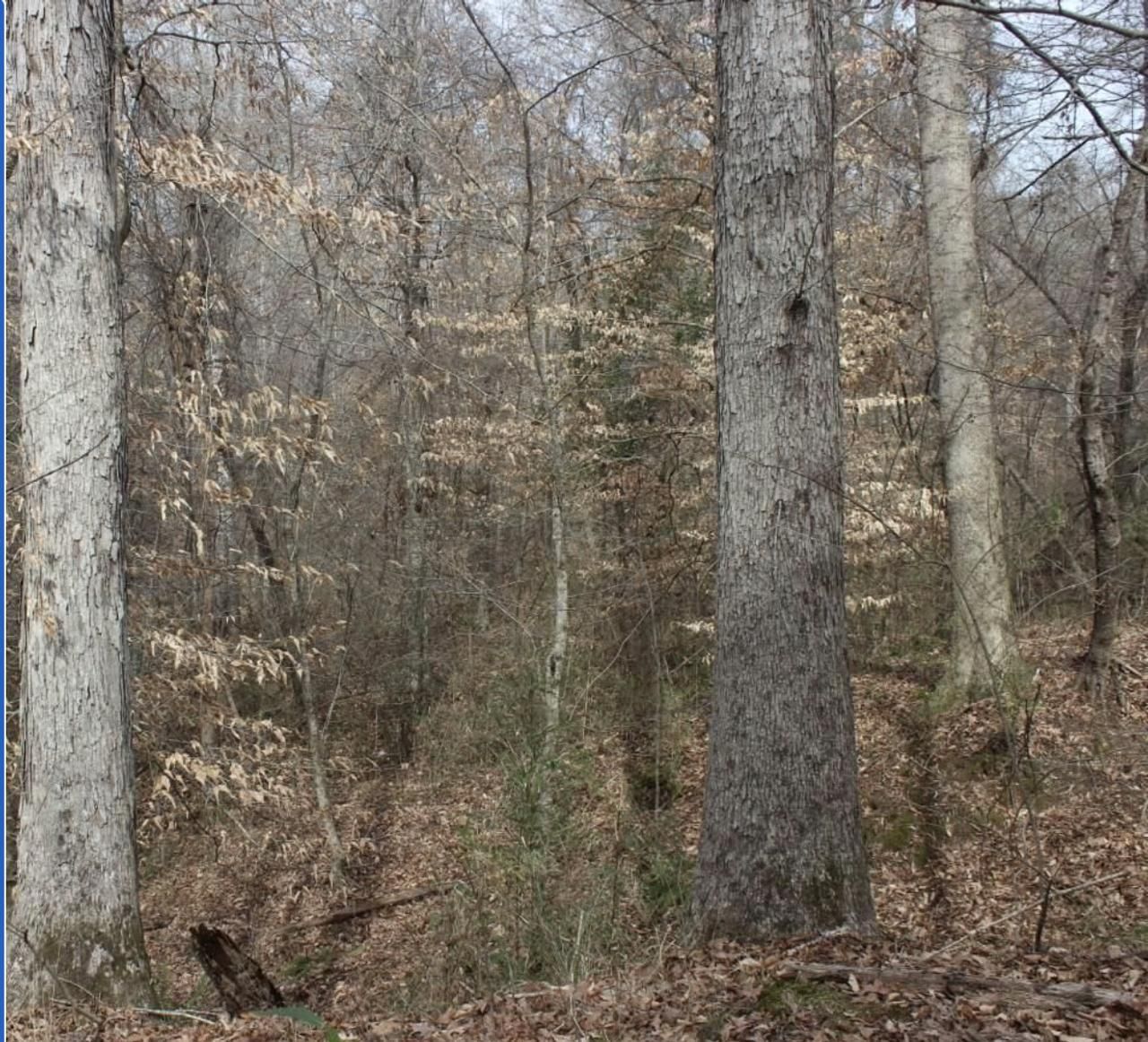 Vicksburg, Warren County, MS Hunting Property, House for sale Property