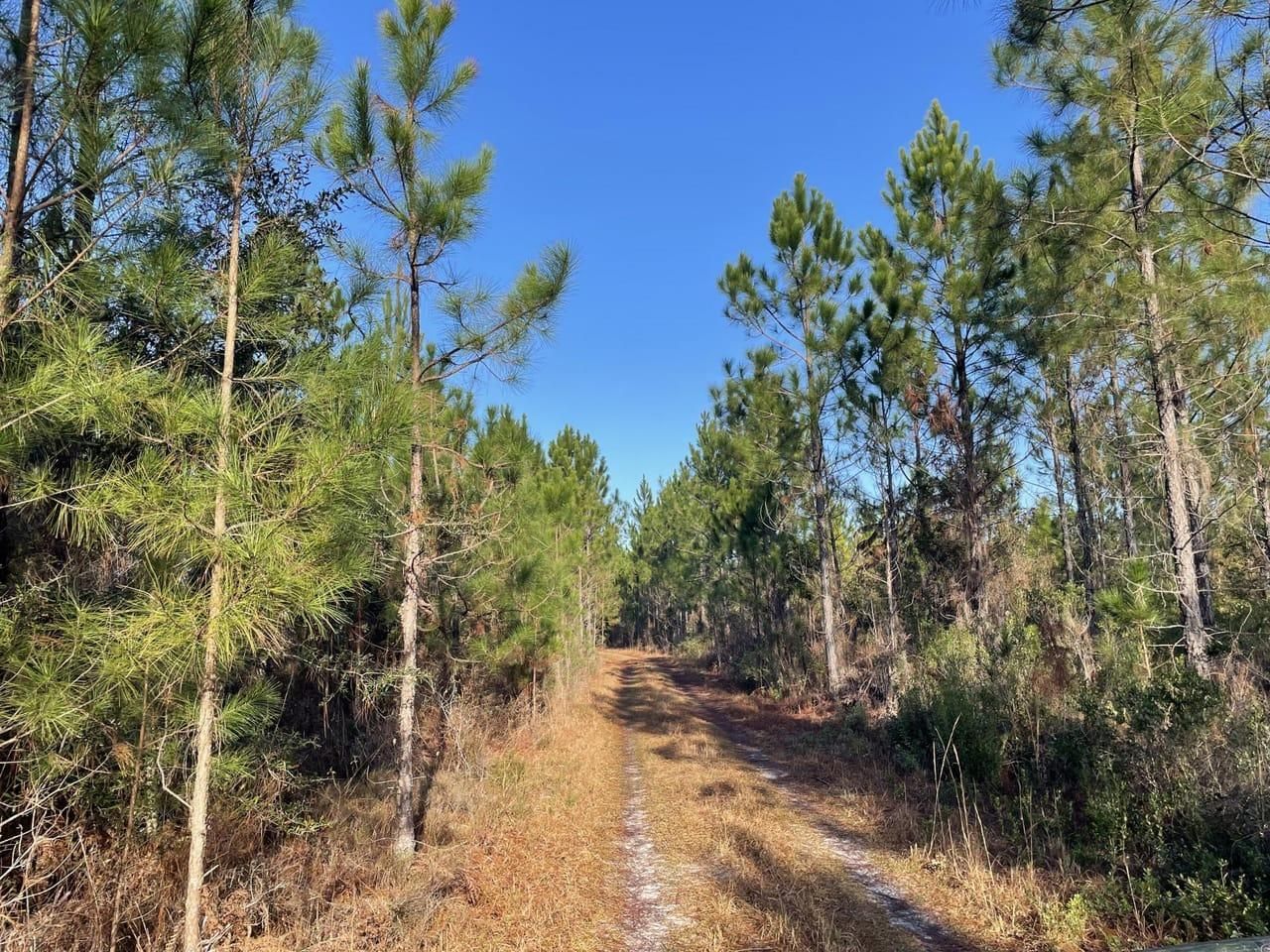 13.276 Acres off of Riggins Rd, Blackshear, GA 31516 LandWatch