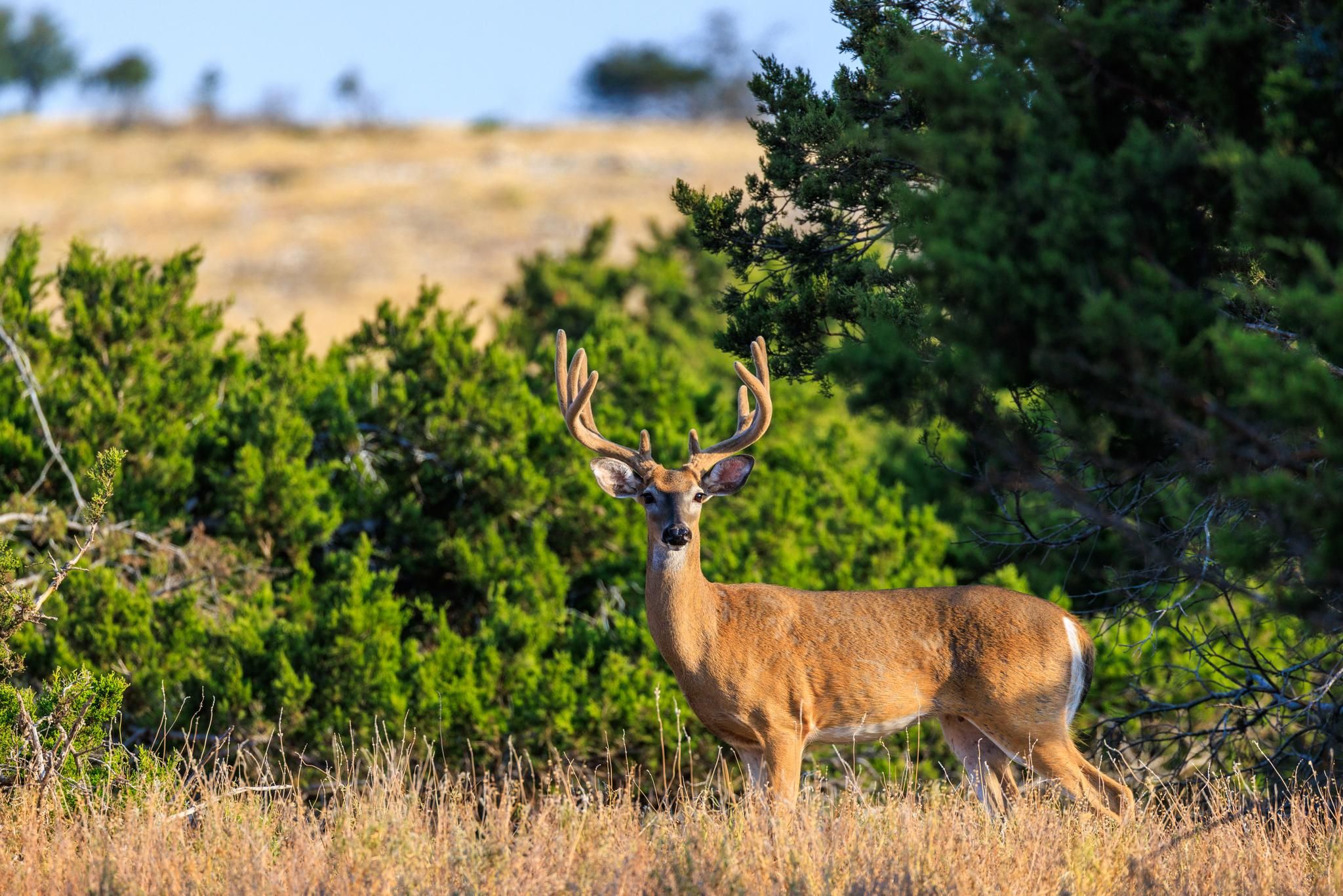 3417 Kc 443, Harper, TX 78631 MLS 89239 LandWatch