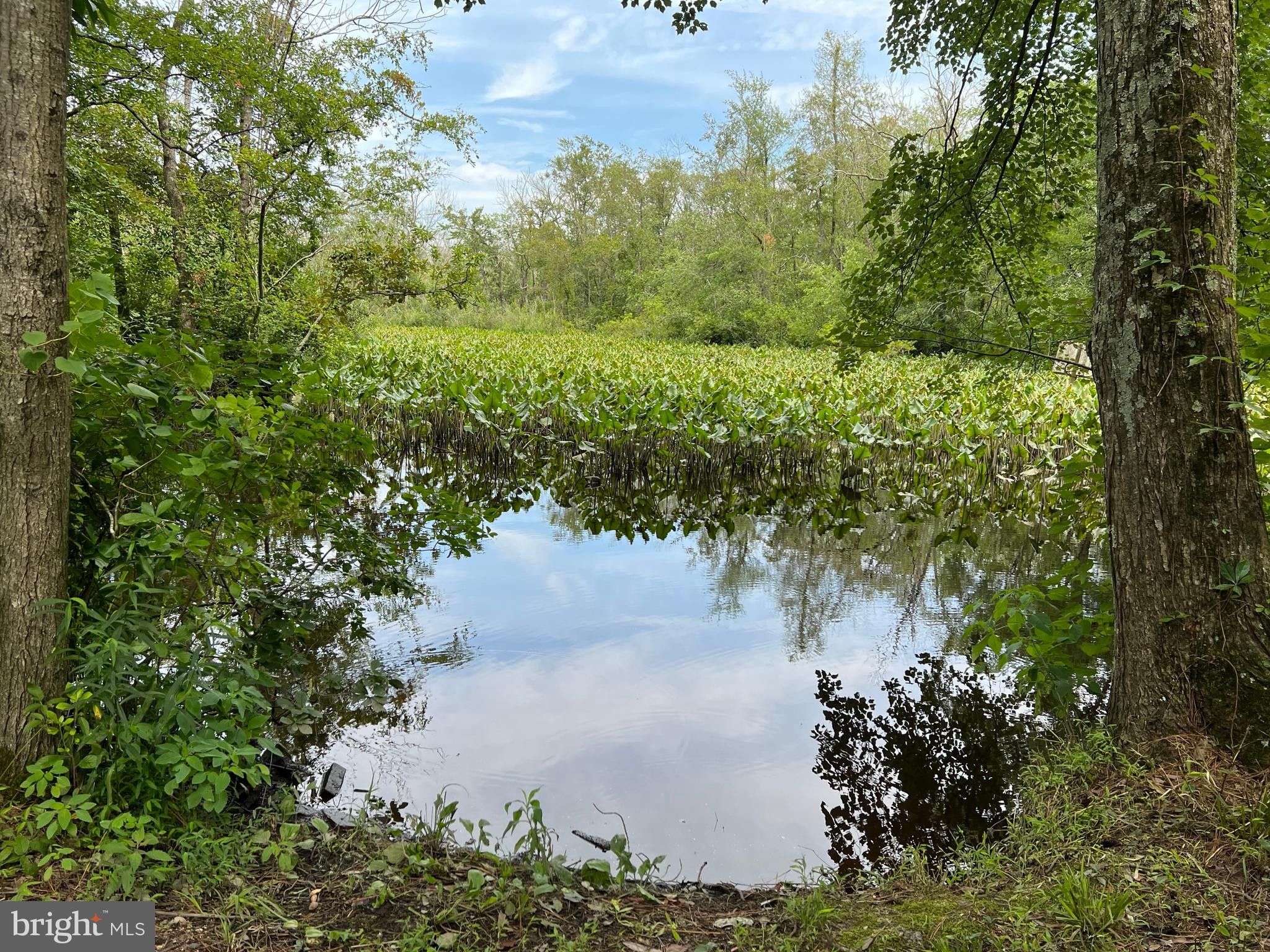 Federalsburg, Dorchester County, MD Undeveloped Land, Lakefront