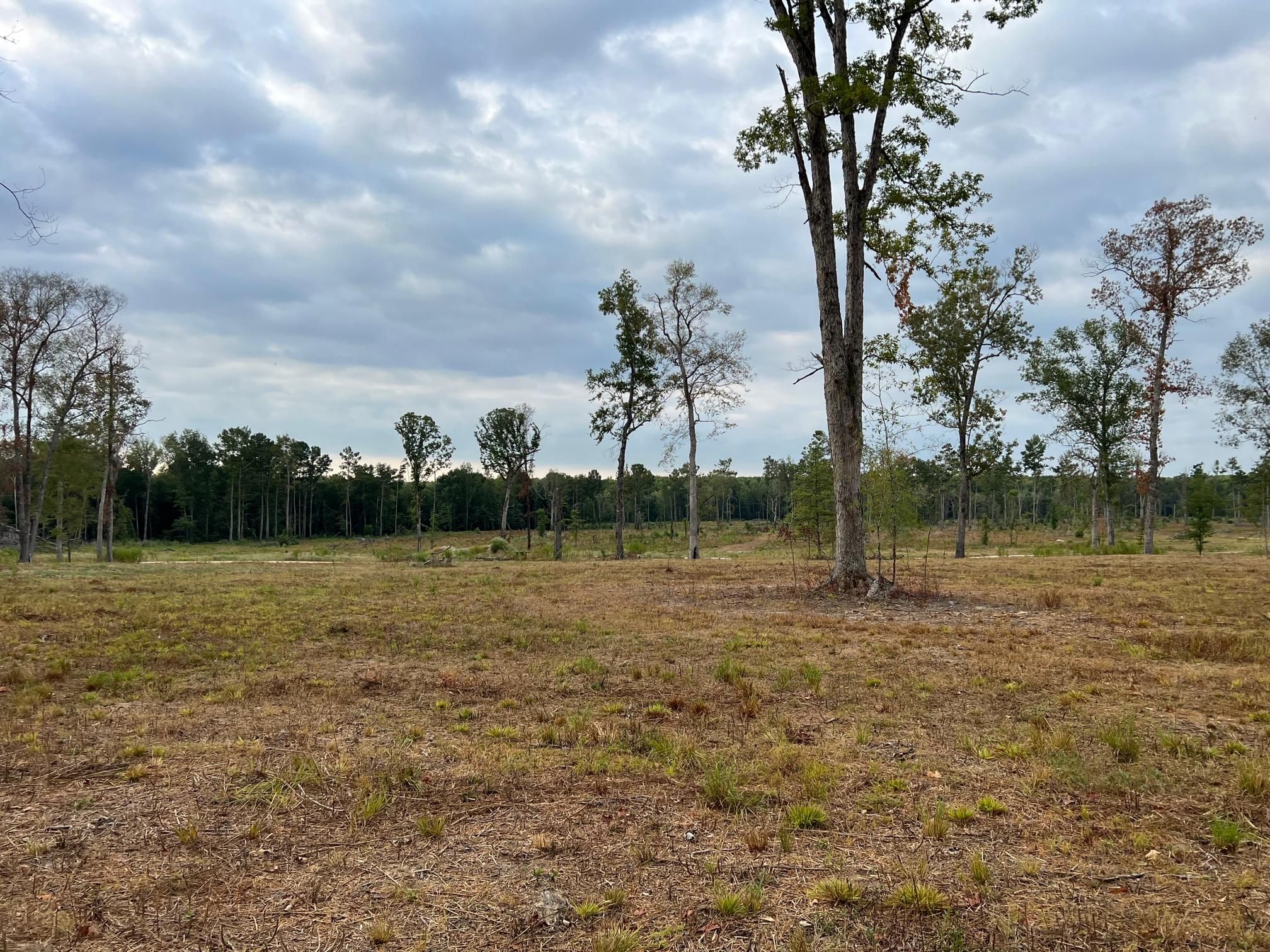 West Monroe, Ouachita Parish, LA Timberland Property, Hunting Property