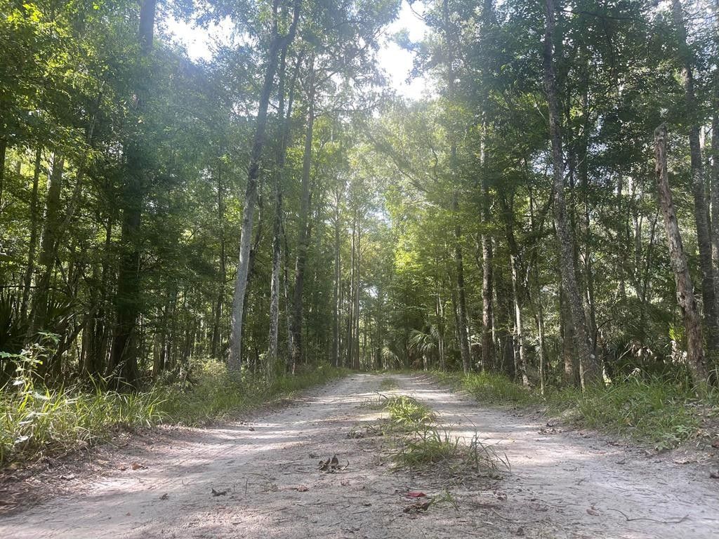 Chiefland, Levy County, FL Undeveloped Land for sale Property ID