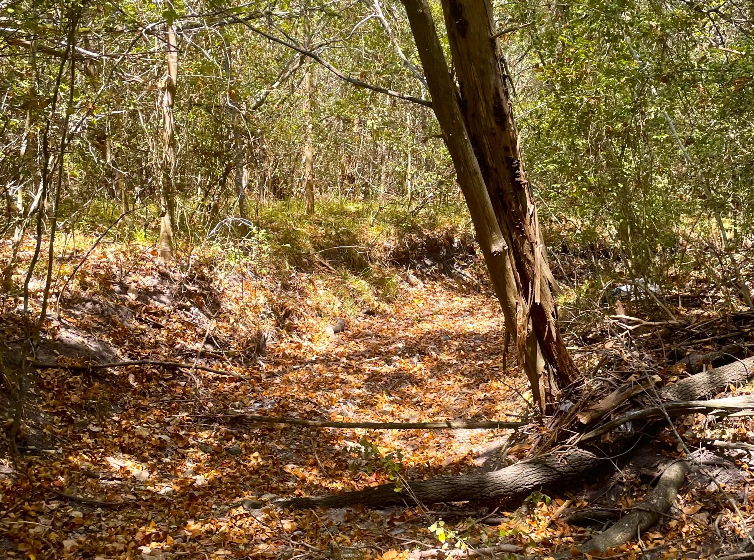 2766 CR 15AA, Ezzell, TX 77964 MLS BORDELON CR 15AA EZZELL 16.