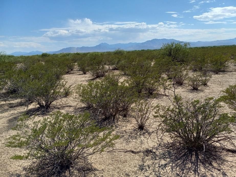 San Simon, Cochise County, AZ Farms and Ranches, Undeveloped Land for