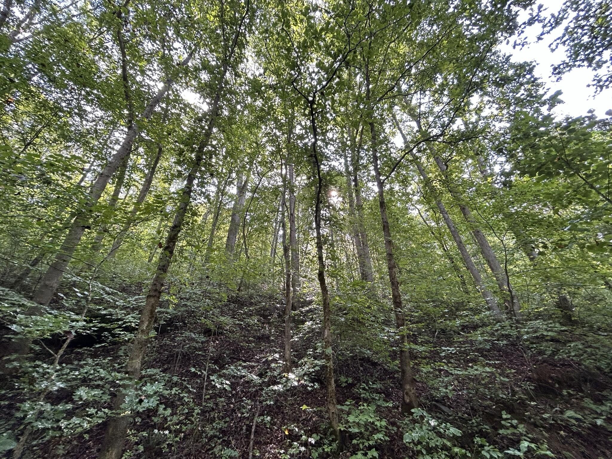 Flat Lick, Knox County, KY Undeveloped Land for sale Property ID