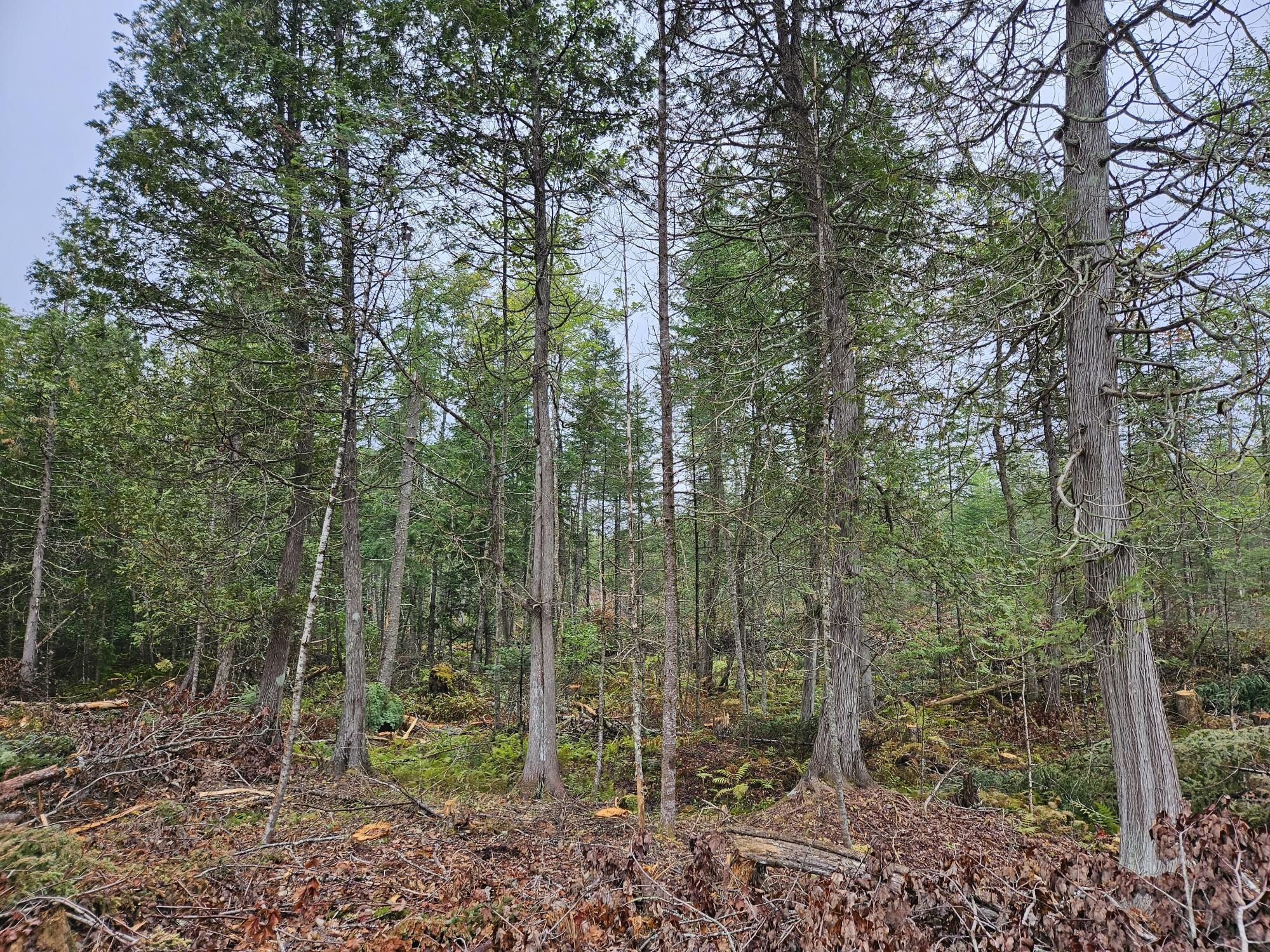 Pittsfield, Somerset County, ME Recreational Property, Timberland