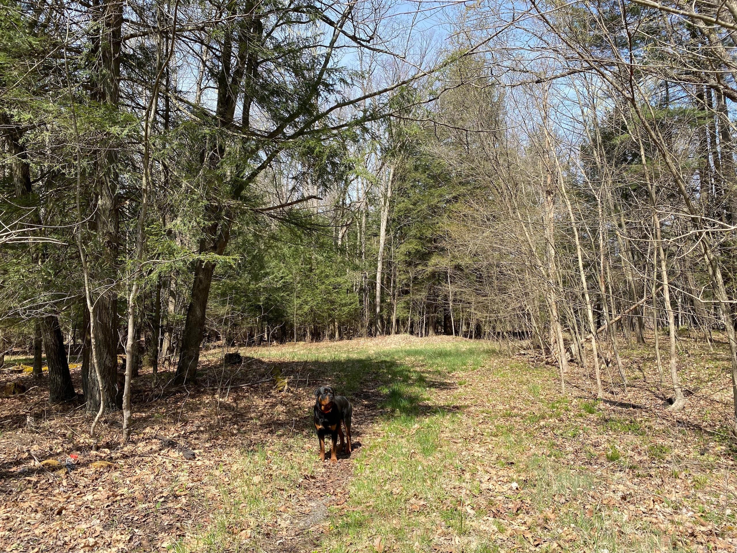 Westover, Clearfield County, PA Recreational Property, Timberland Property, Hunting Property for